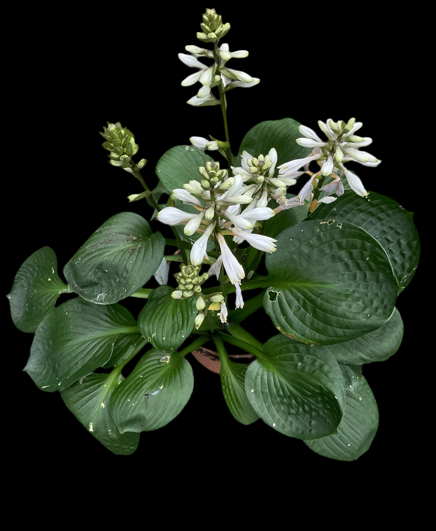 Hosta ‘Lakeside Lollipop’ P15