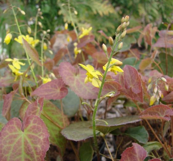 Epimedium perralchicum ‘Frohnleiten’