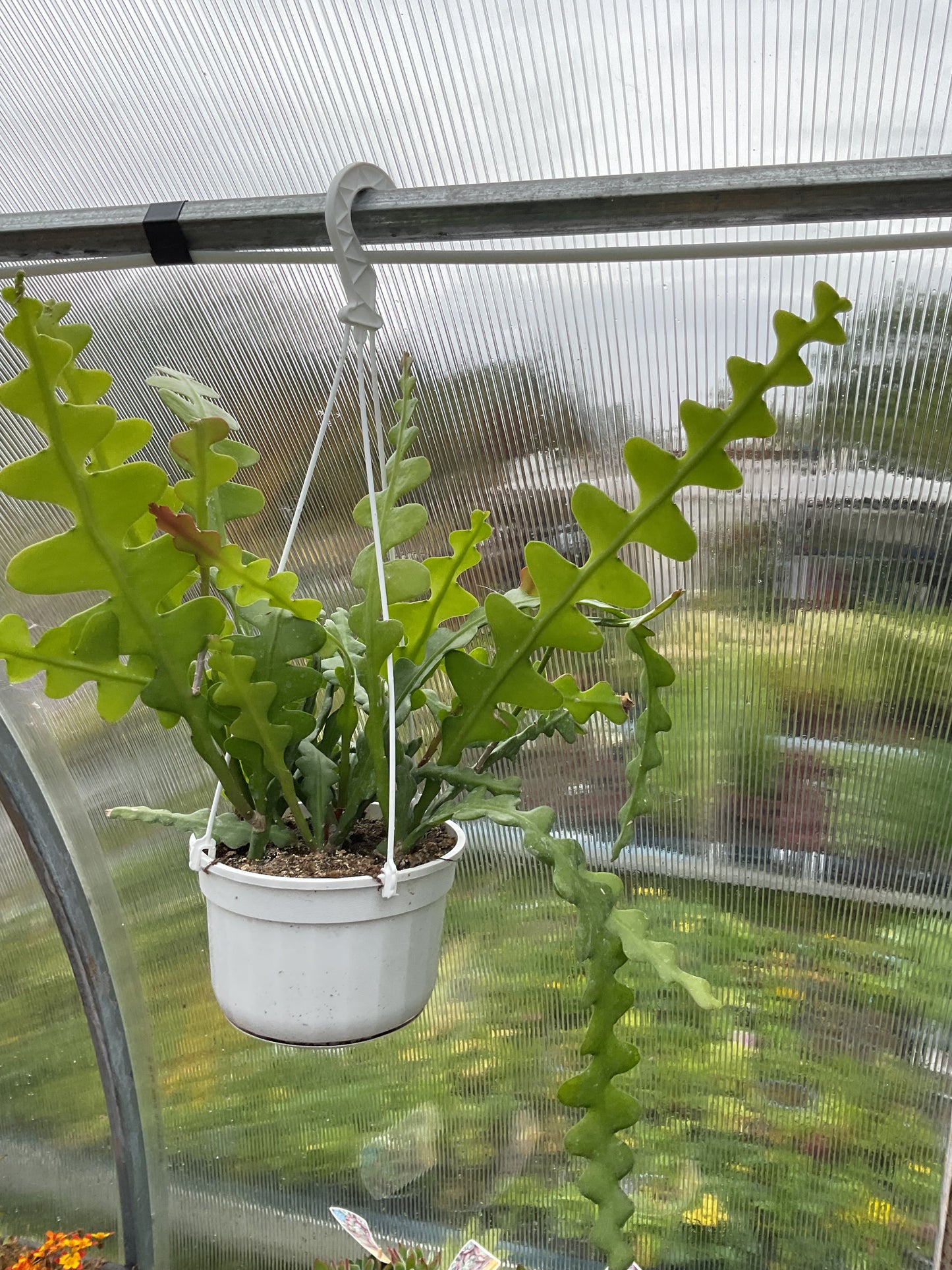 Epiphyllum anguliger, Ampelpotte P14