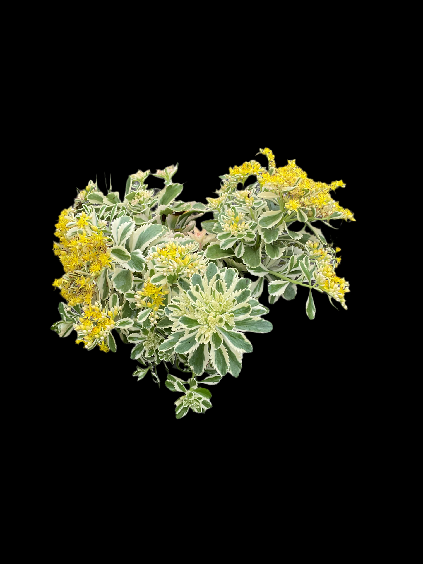 Sedum hybrid ‘Atlantis’ P13