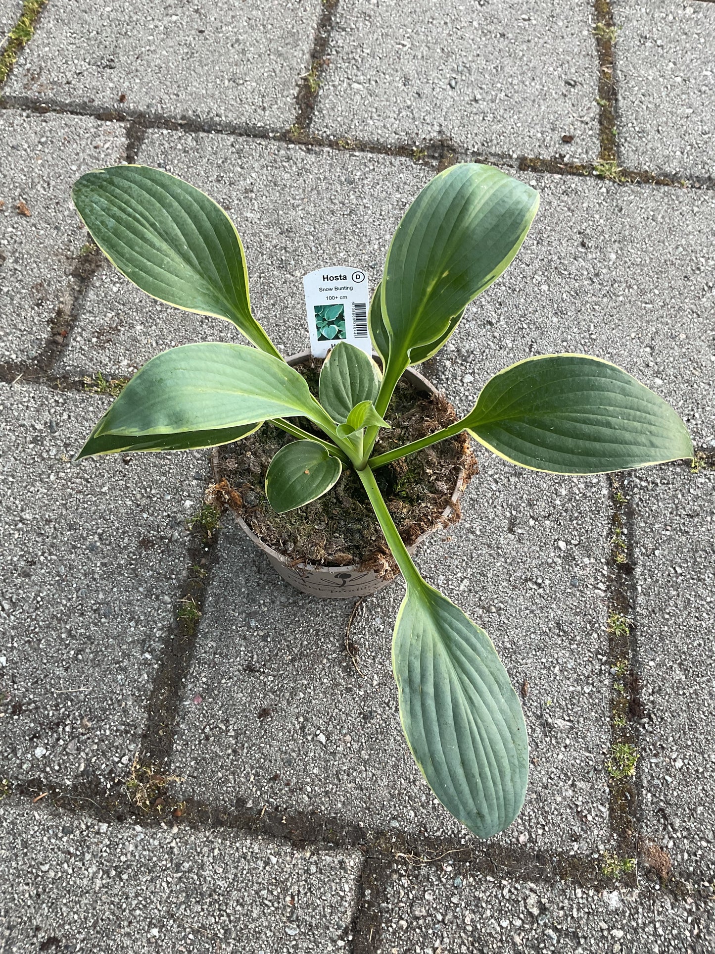 Hosta ‘Snow Bunting’ P15