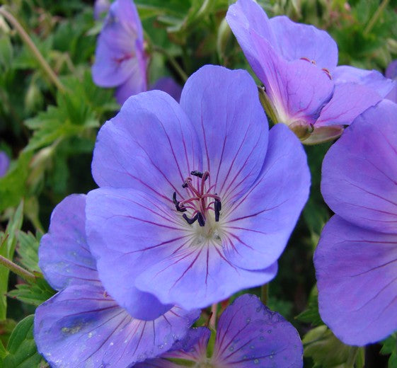 Geranium ‘Rozanne’ 2ltr potter