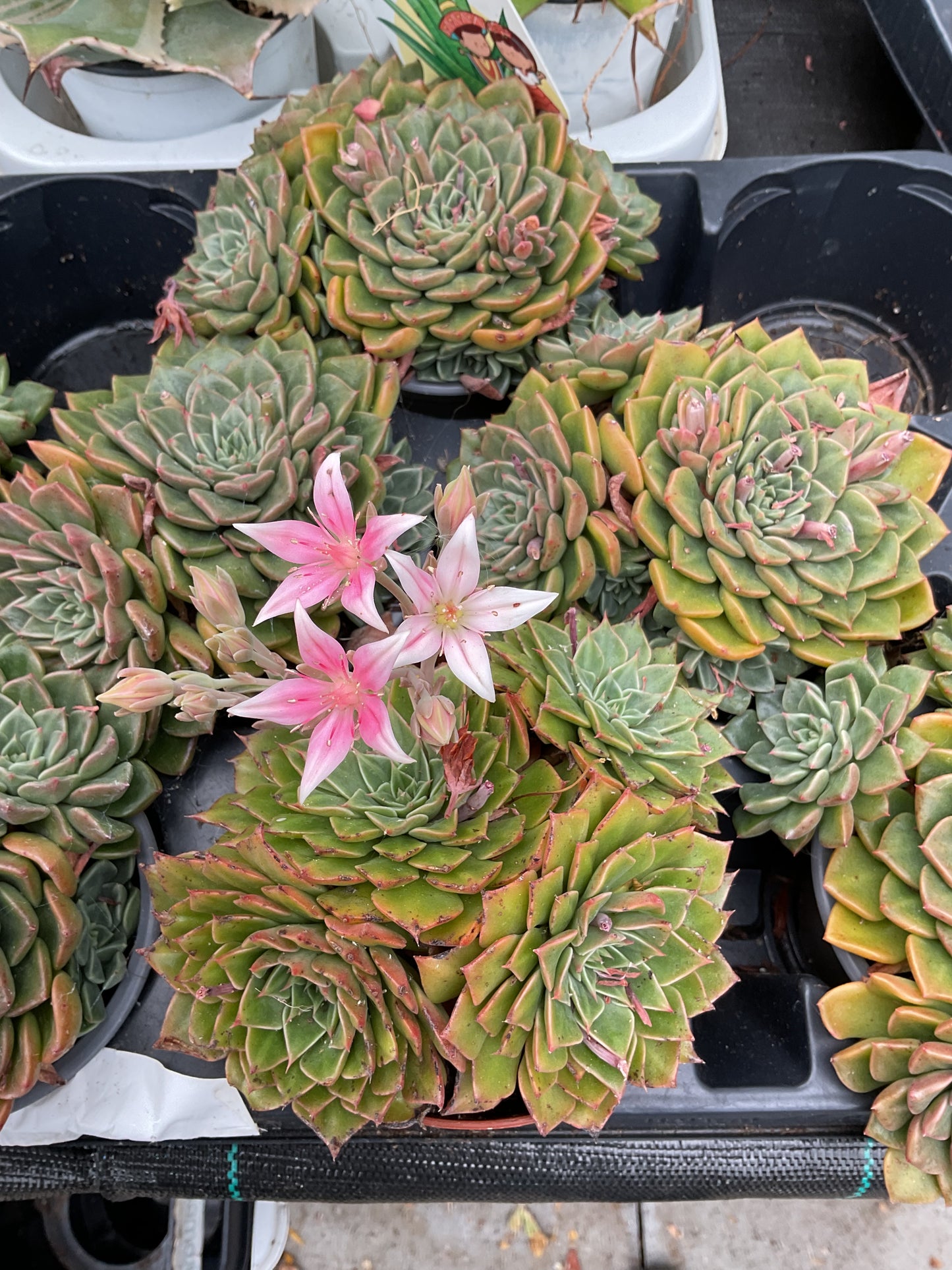 Graptopetalum bellum P10