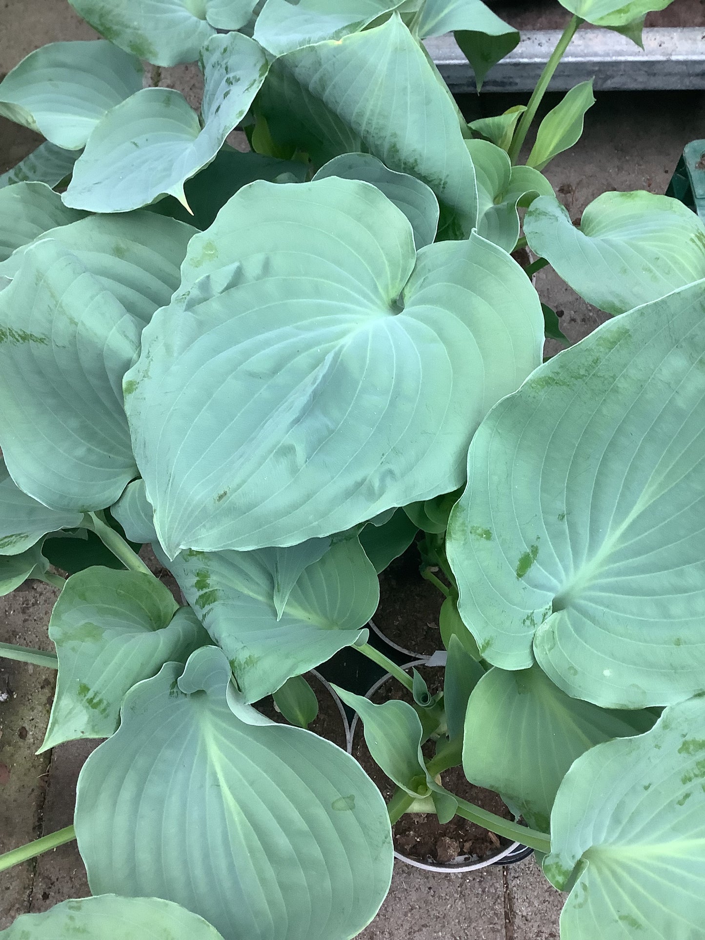 Hosta ‘Moonlight Sonata’ P15