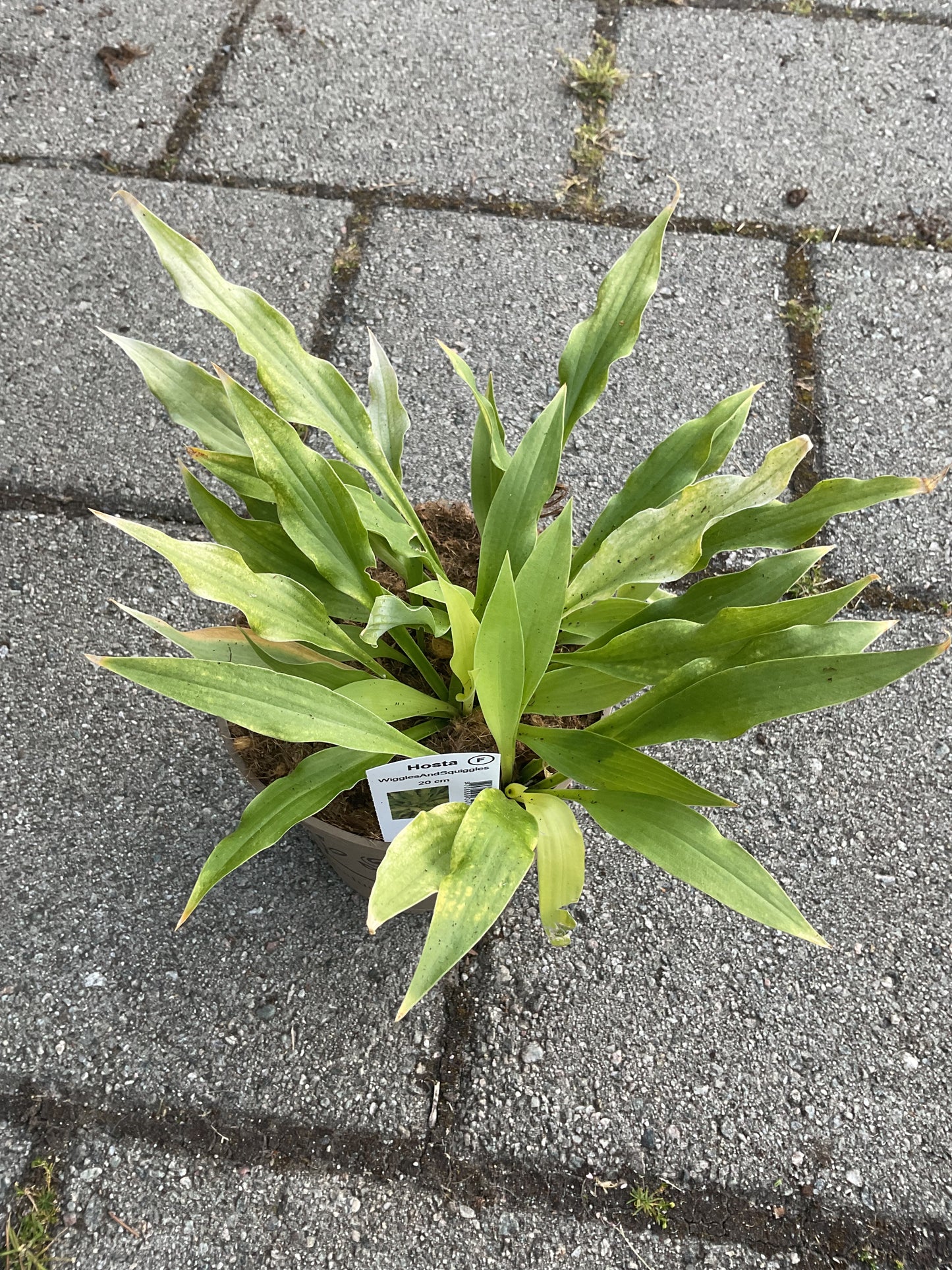 Hosta ‘Whiggles and Squiggles’ P15