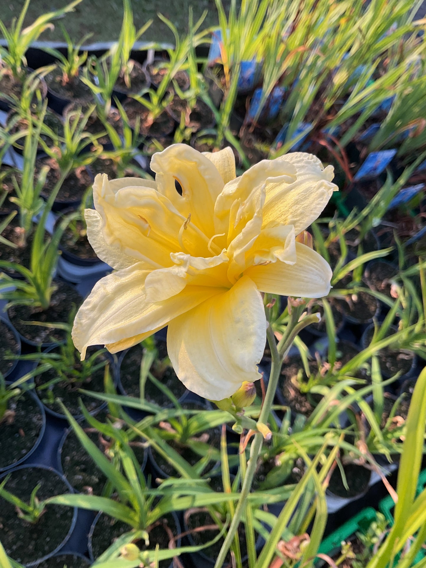 Hemerocallis ‘Double River Wye’ P11x11