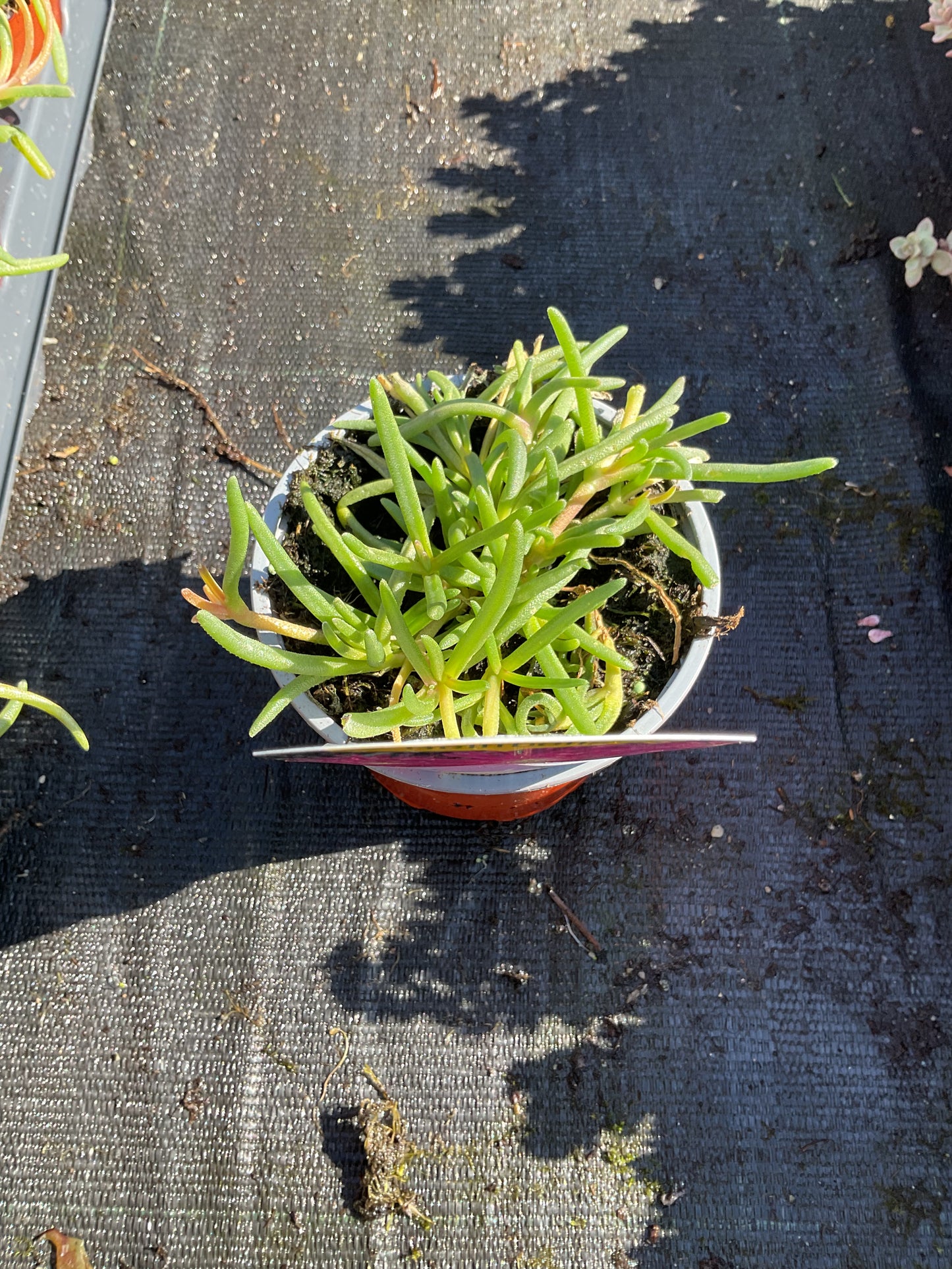 Delosperma cooperi P10
