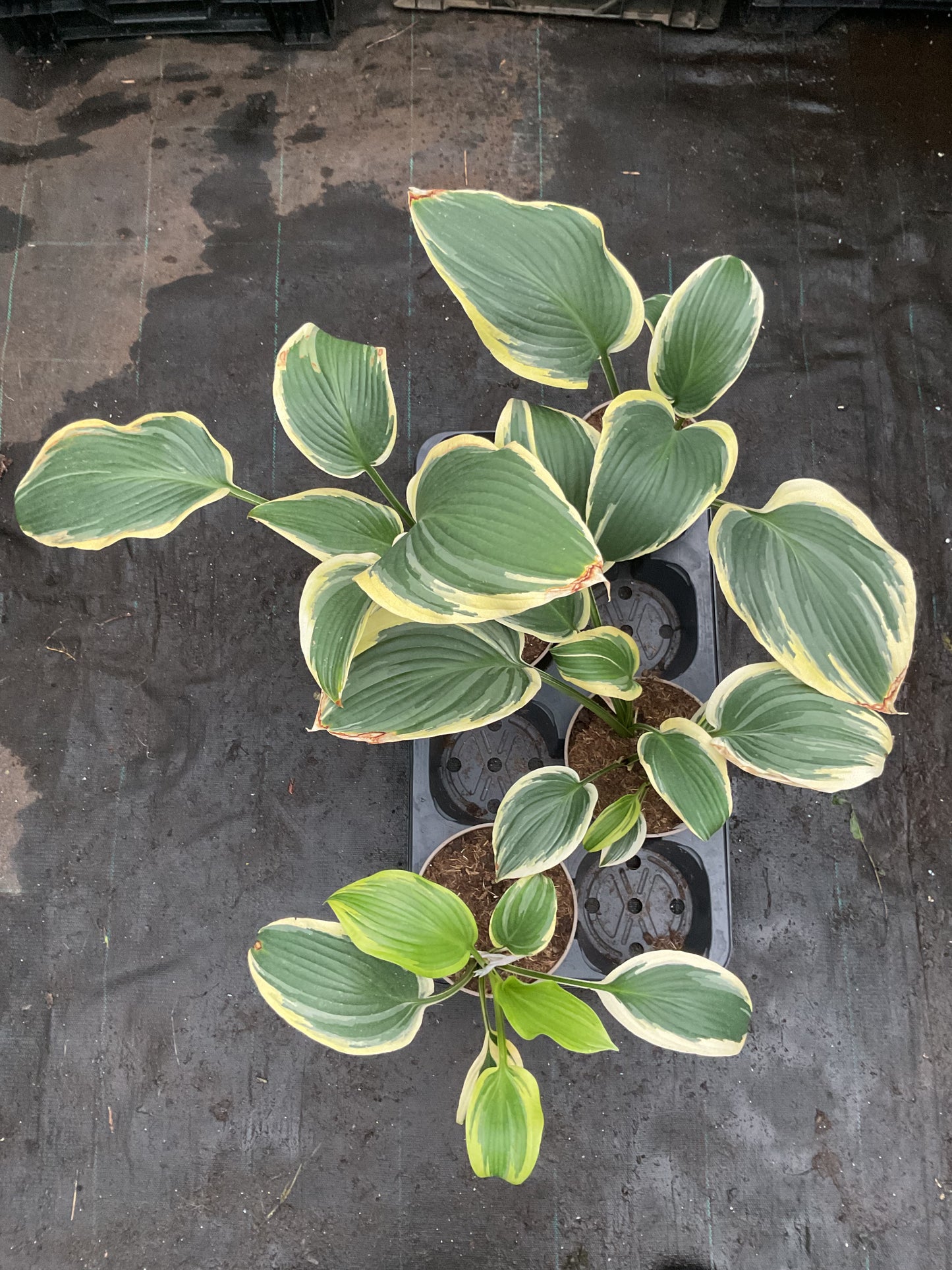 Hosta ‘Hollywood Doppelganger’ P15