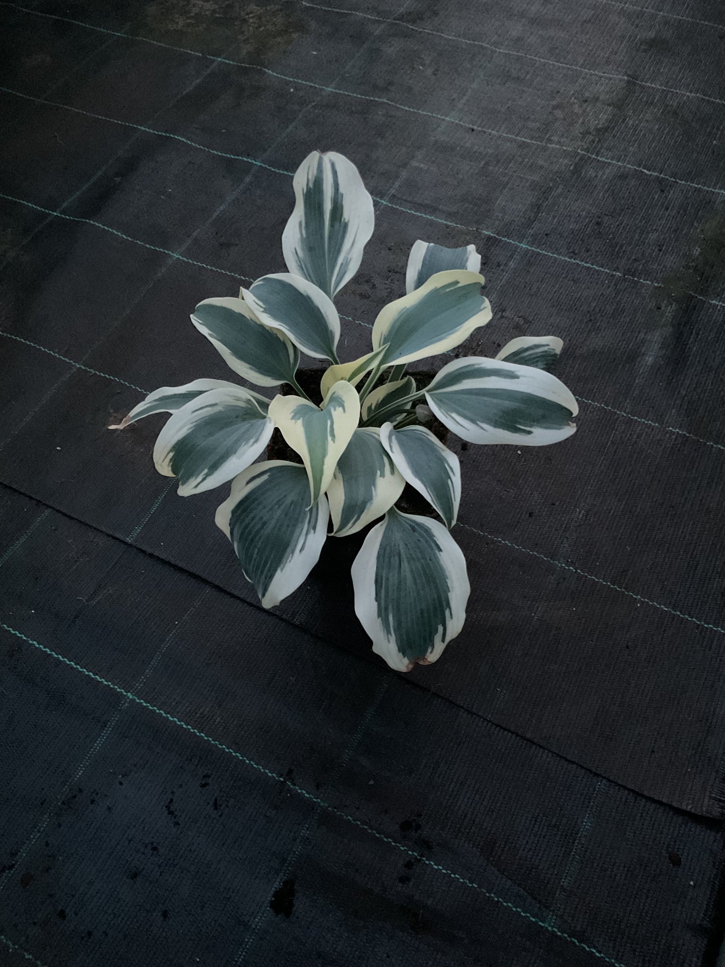 Hosta ‘Blue Ivory’