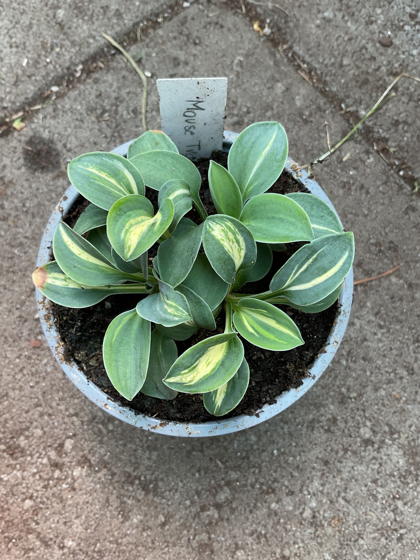 Hosta ‘Mouse Trap’