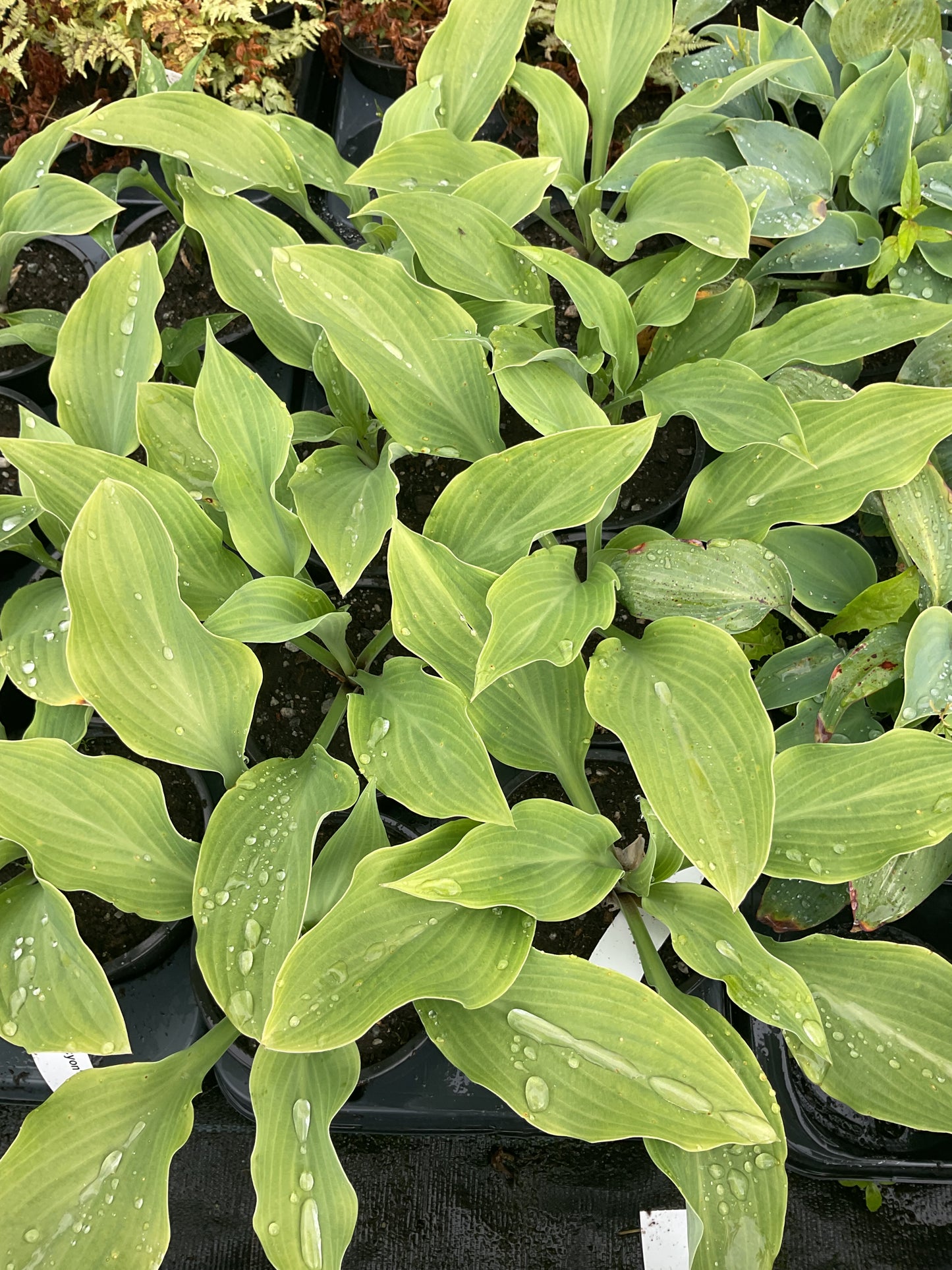 Hosta ‘Blue Angel’ P12