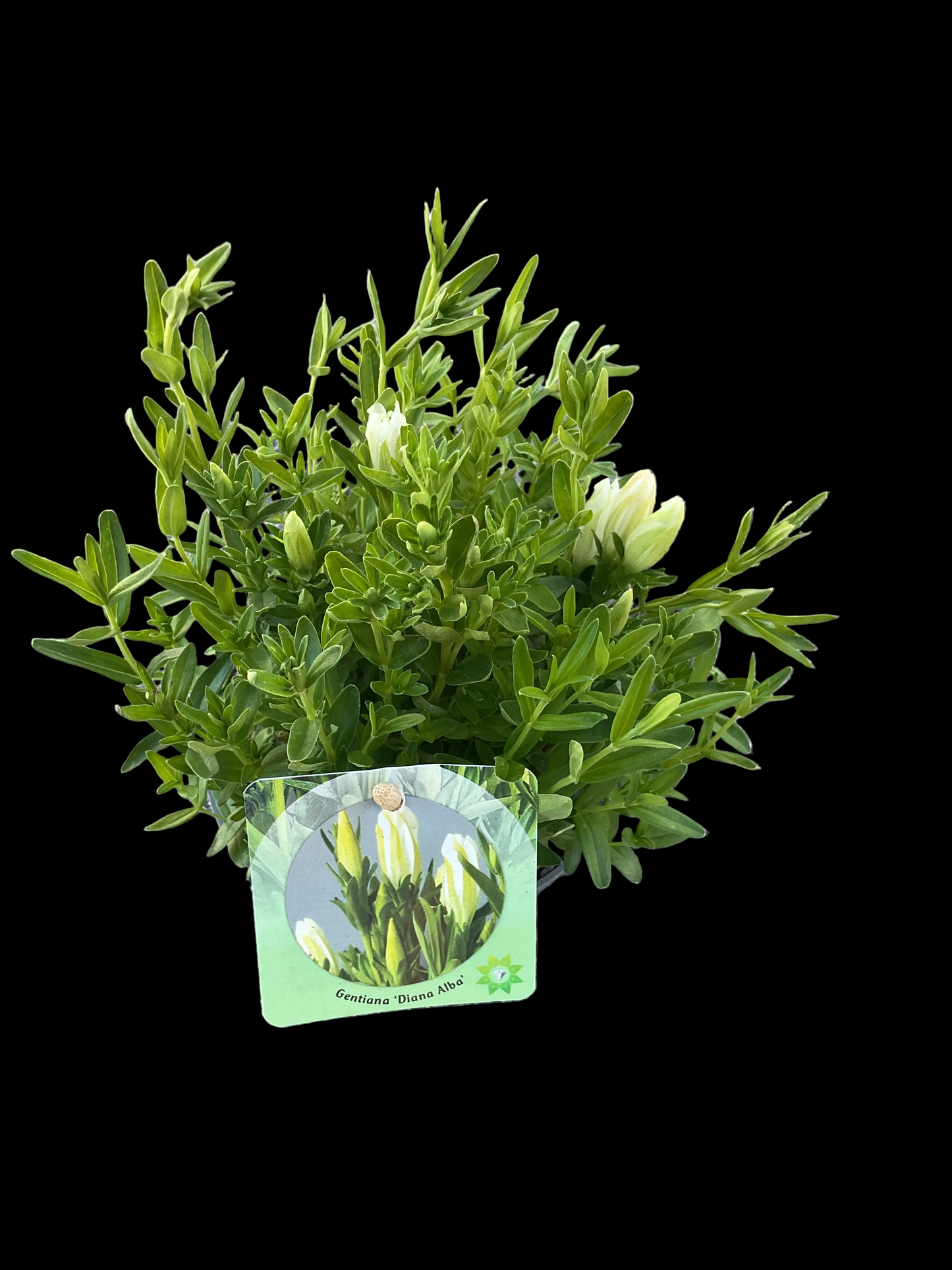 Gentiana pyramidalis ‘Diana Alba’ P13