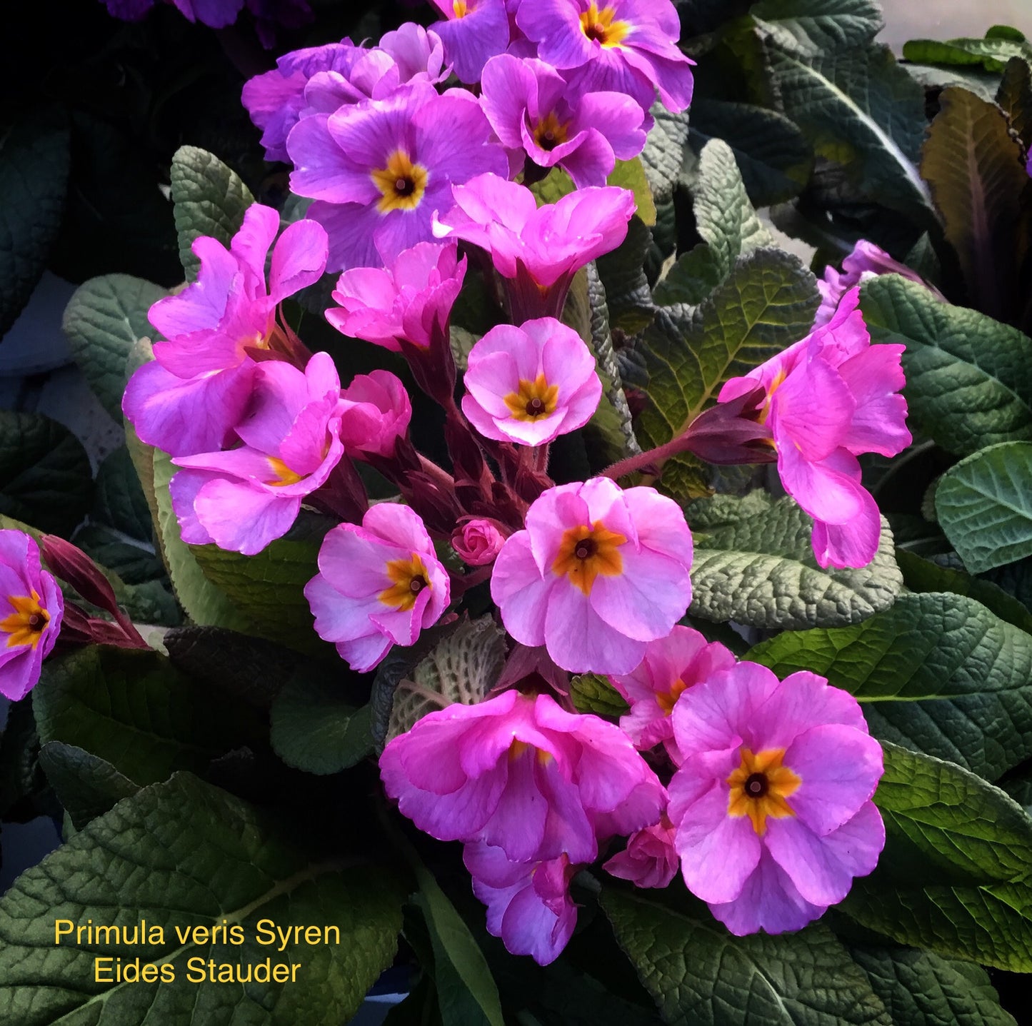 Primula veris ‘Syren’ P11