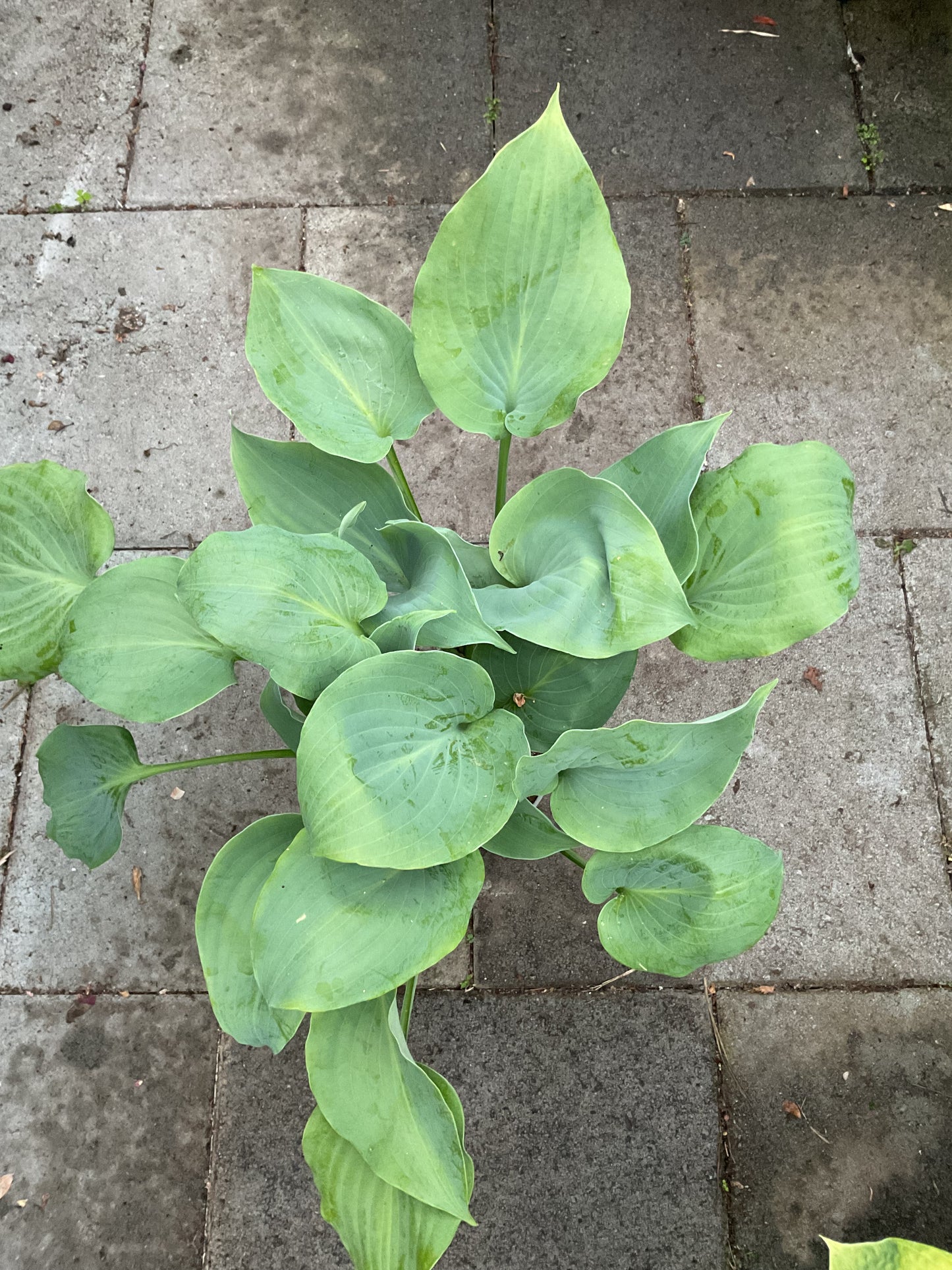 Hosta ‘Moonlight Sonata’ P15
