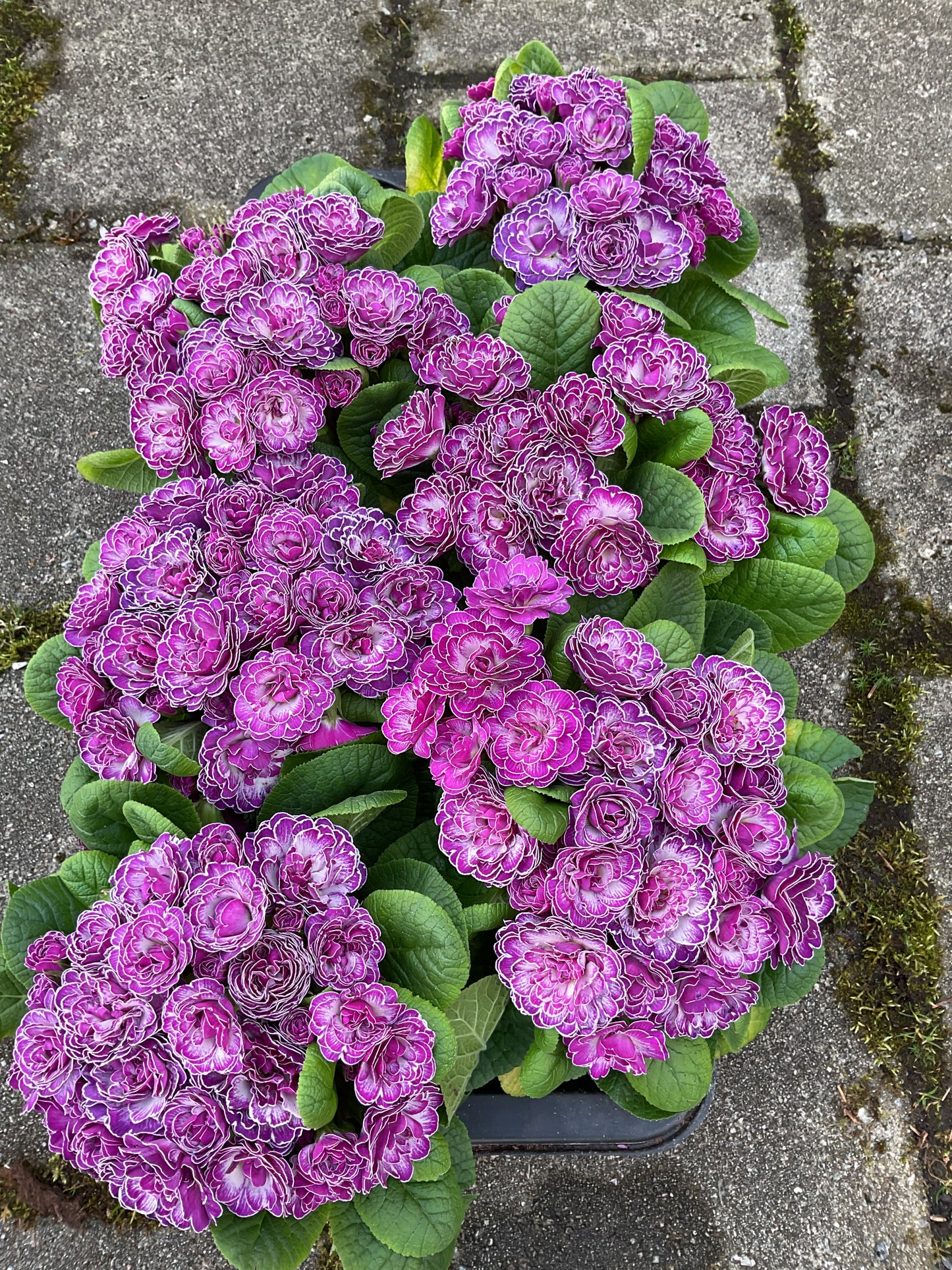 Primula Belarina ‘Candy Frost’ P13