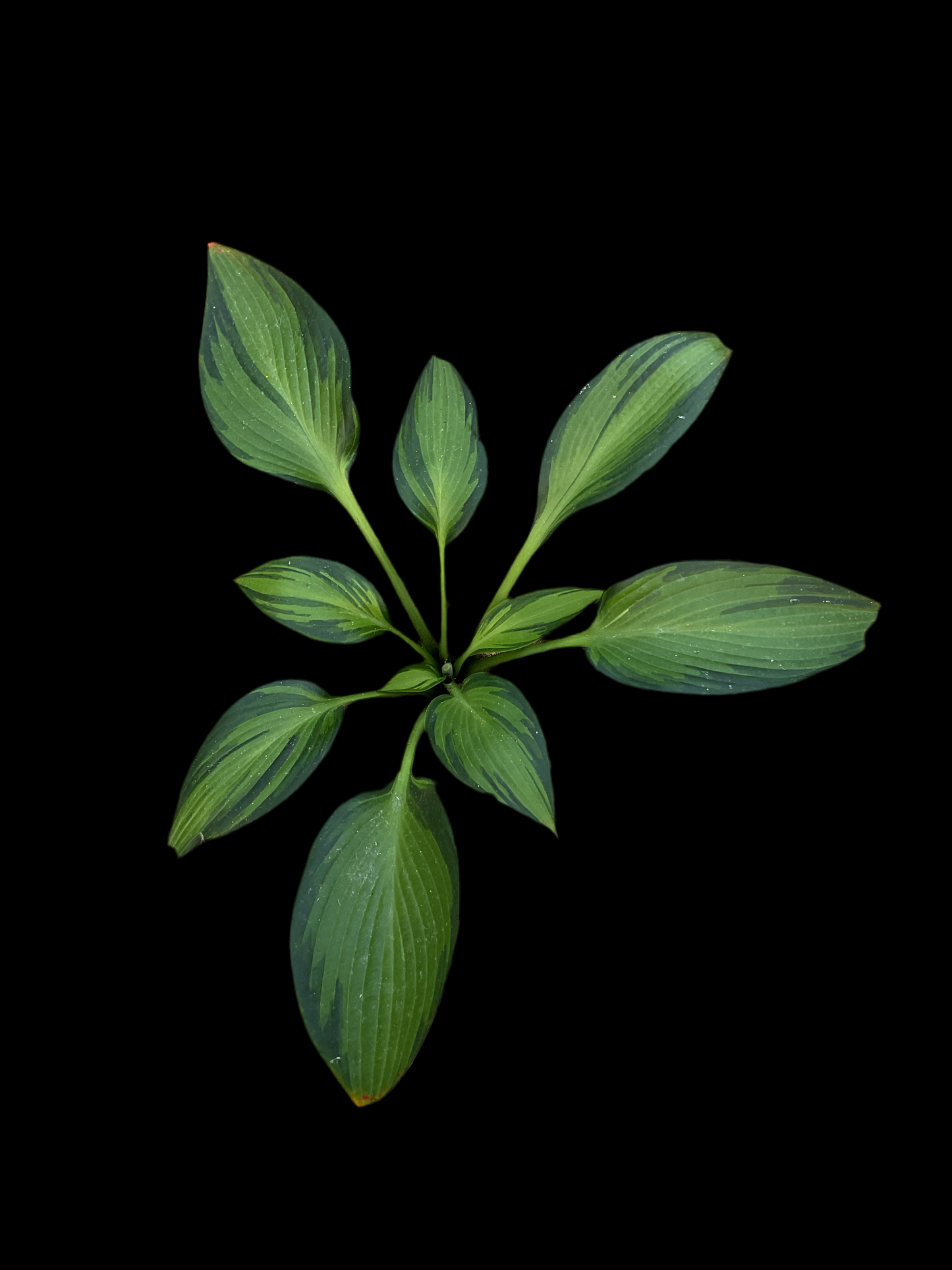 Hosta ‘Ayesha’ P15