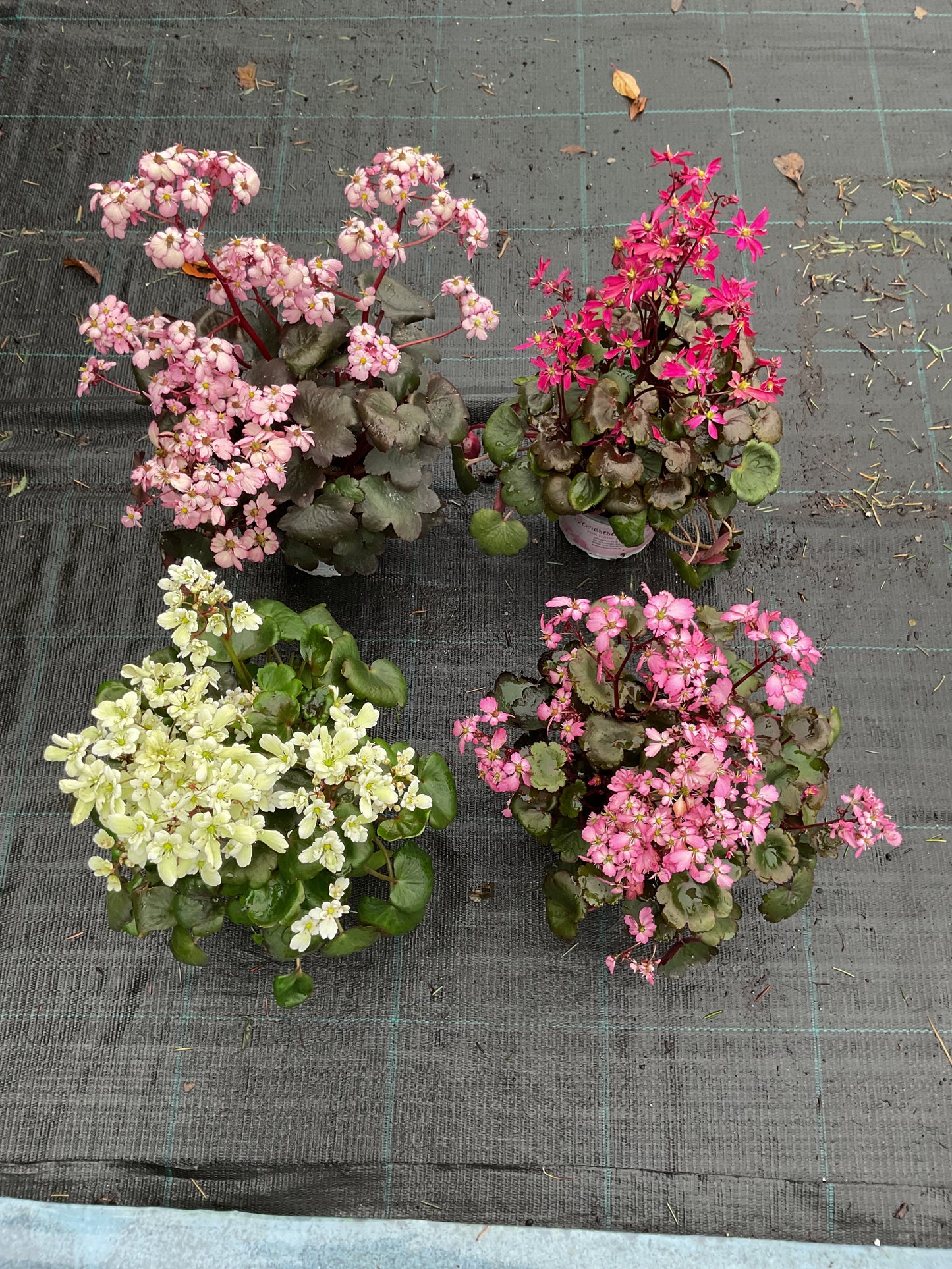 Saxifraga ‘Dancing Pixies’ Kolleksjon av 4 stk