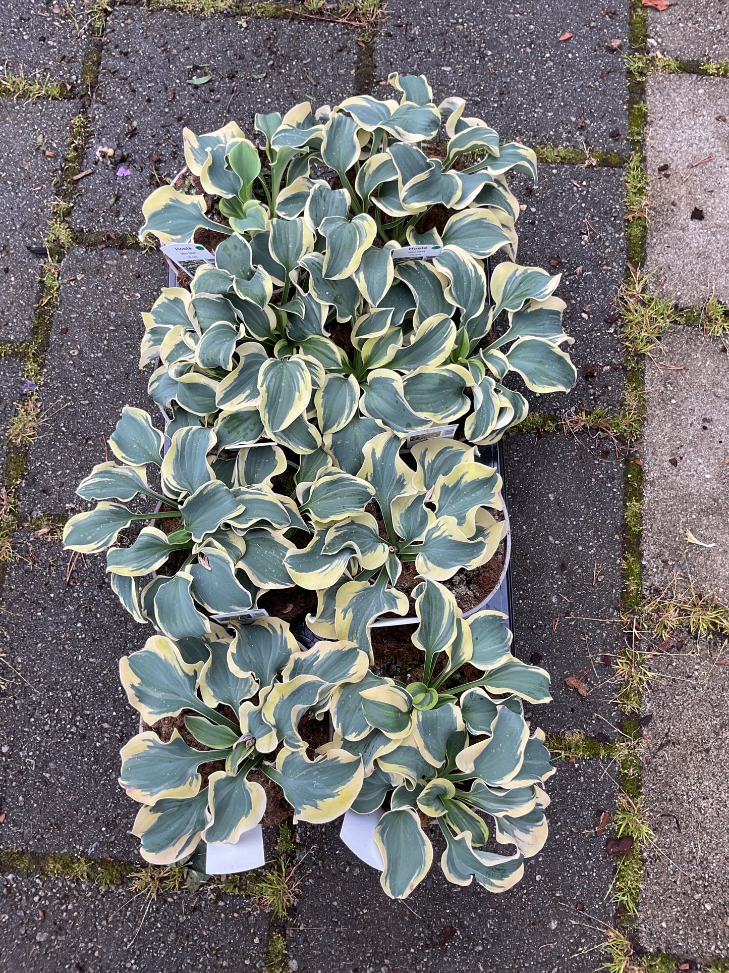 Hosta ‘Mini Skirt’ P15