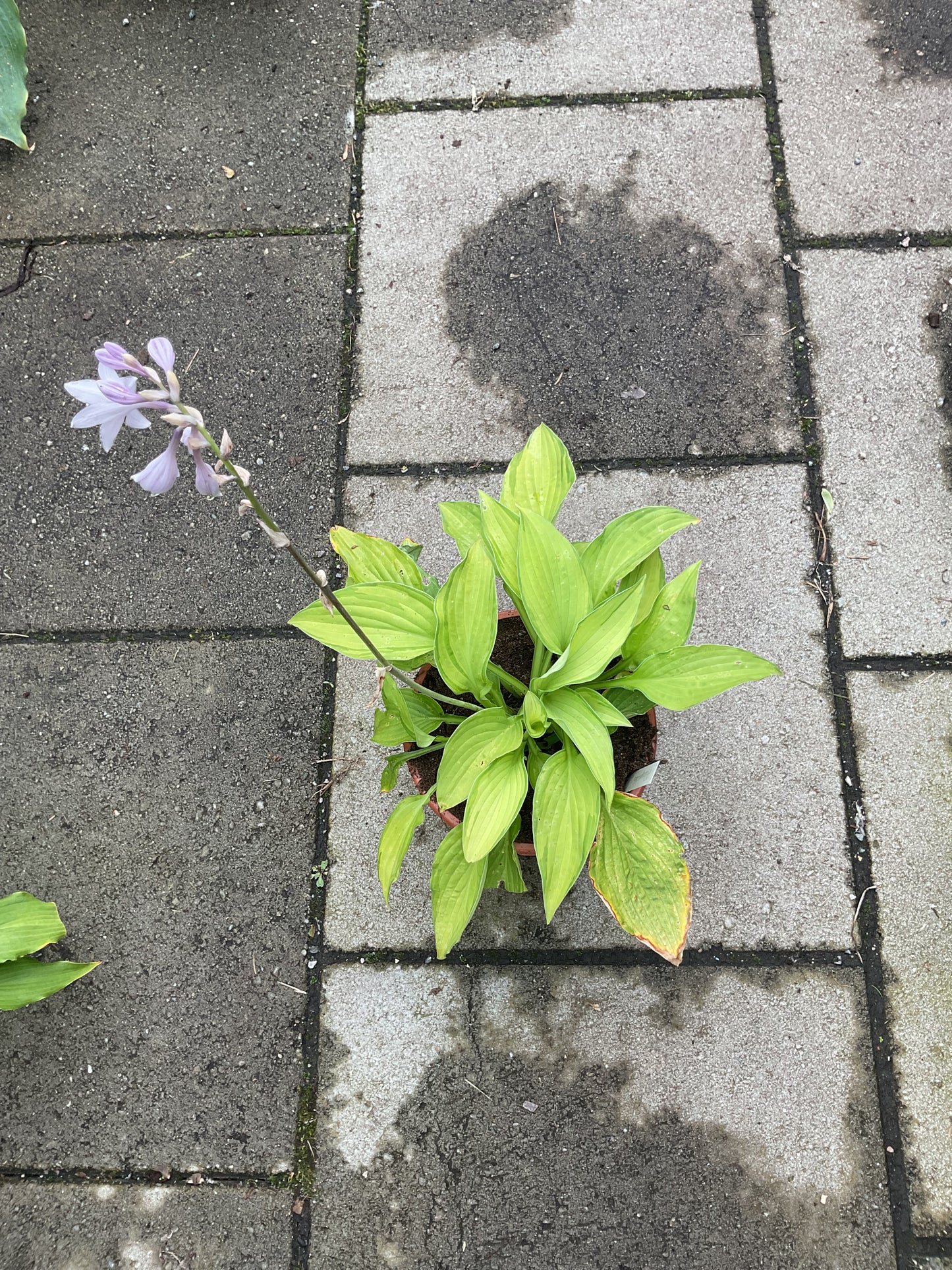 Hosta ‘Fortunei Albopicta’ P15