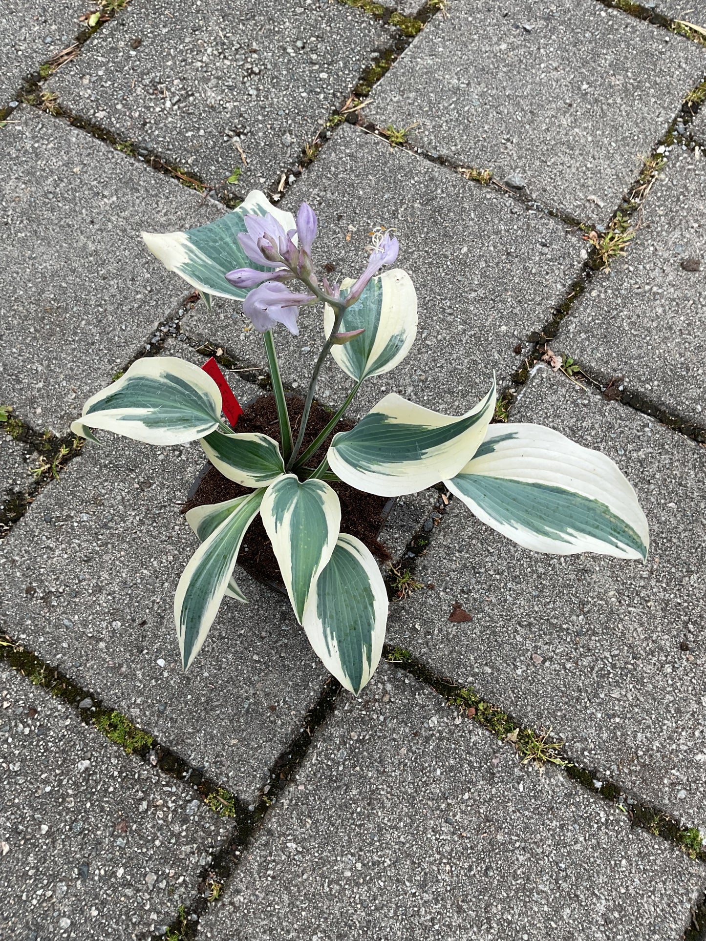 Hosta ‘Great Escape’ P15