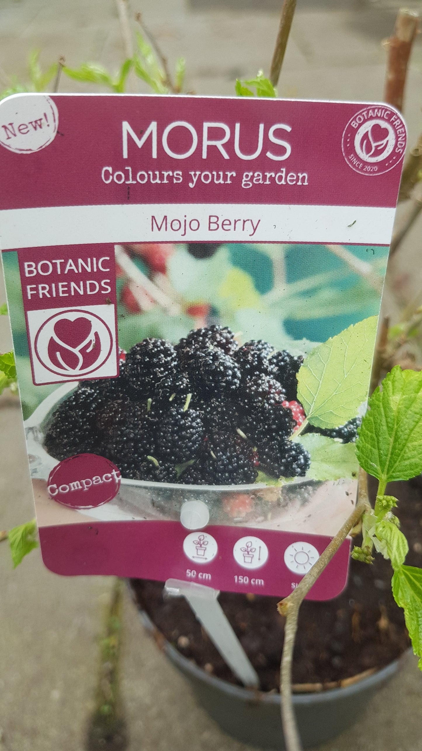 Mojo Berry (Morus rotundifolia) P13