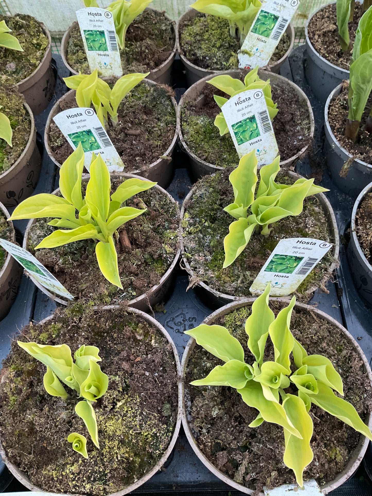 Hosta ‘Illisit Affair’ P15