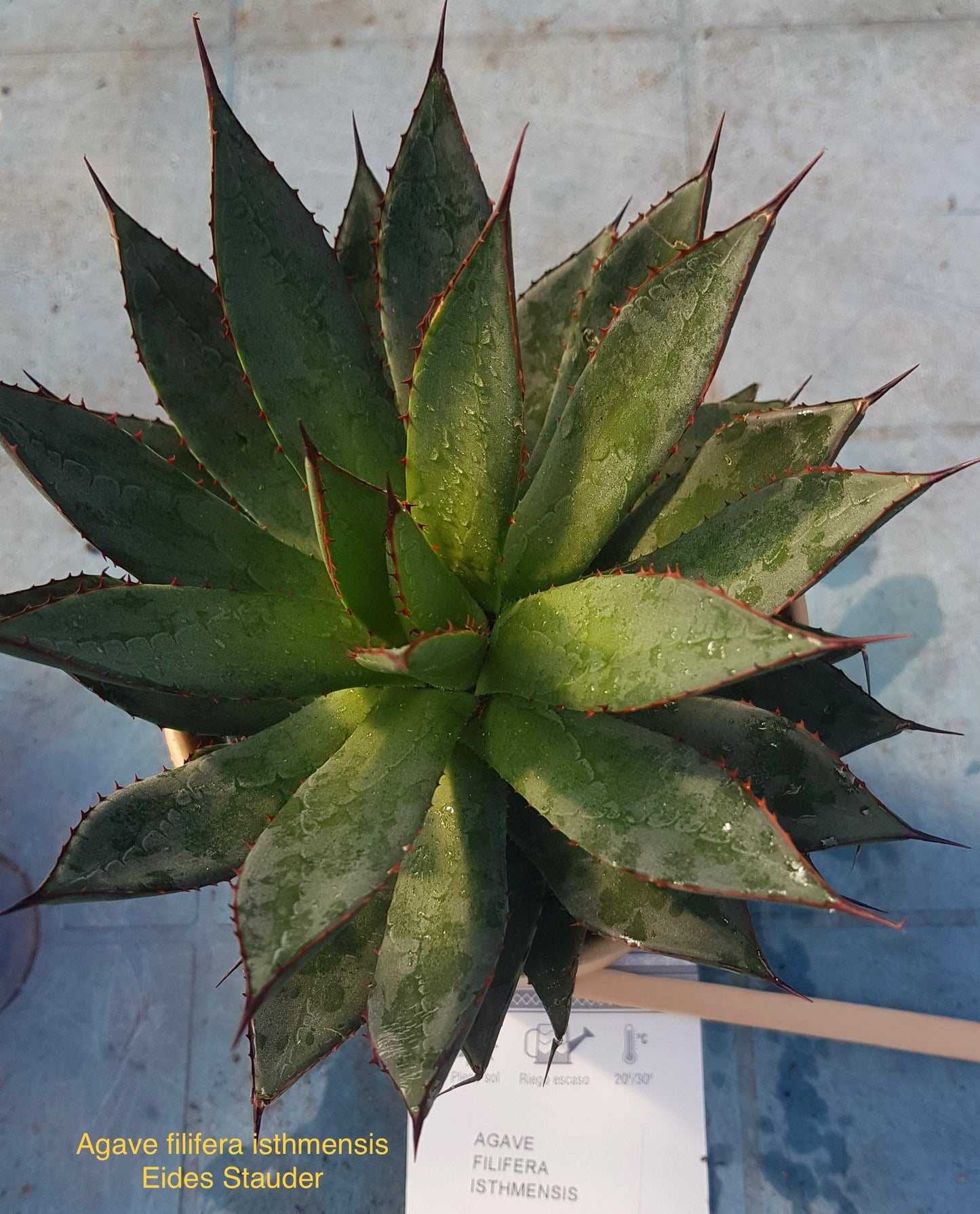 Agave filifera isthmensis