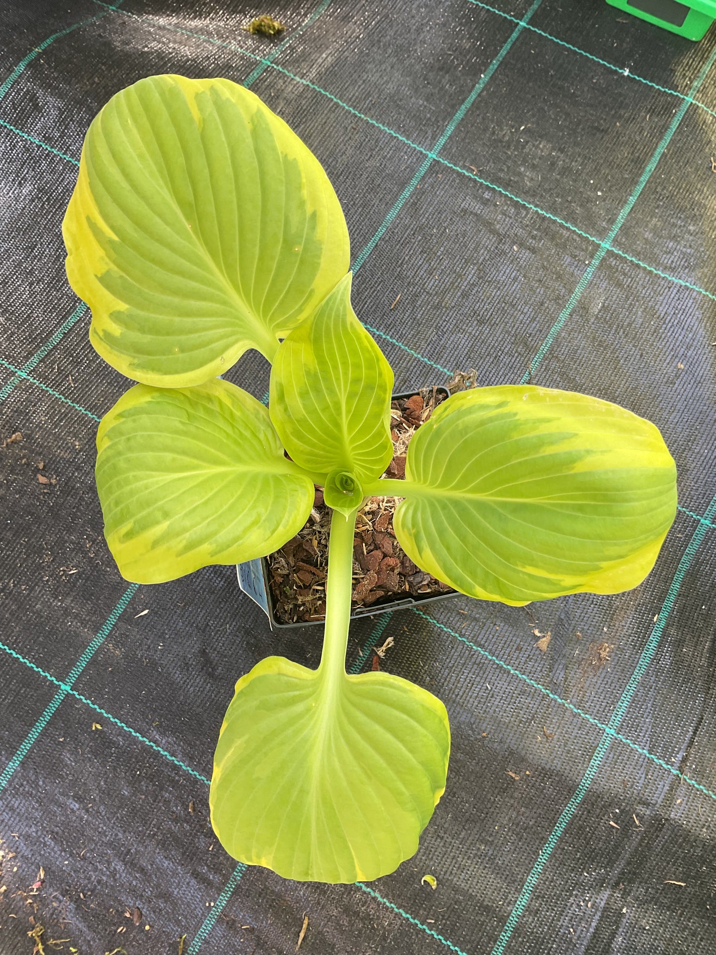 Hosta ‘Delta Dawn’ P11x11