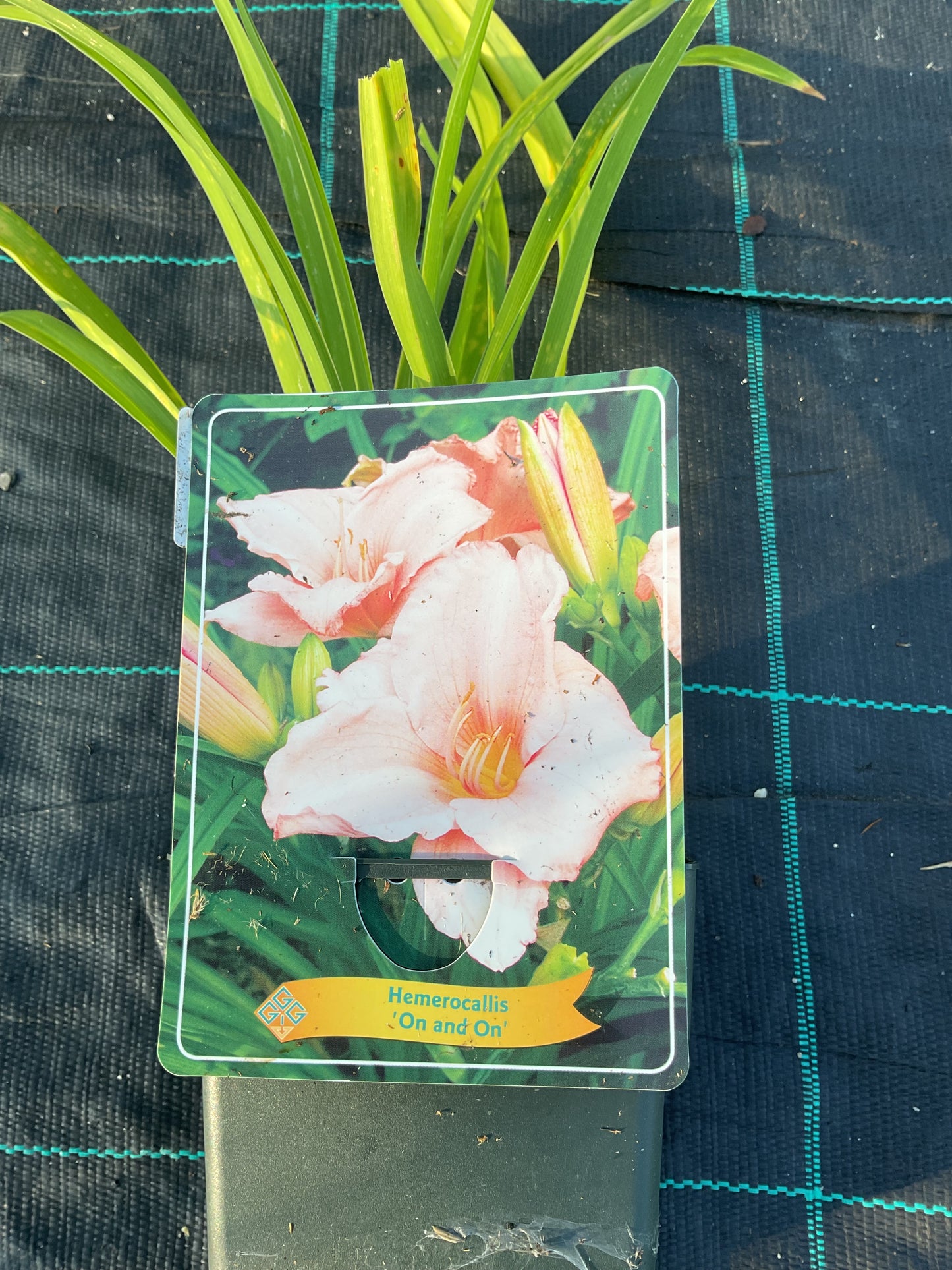 Hemerocallis ‘On and On’ P11x11