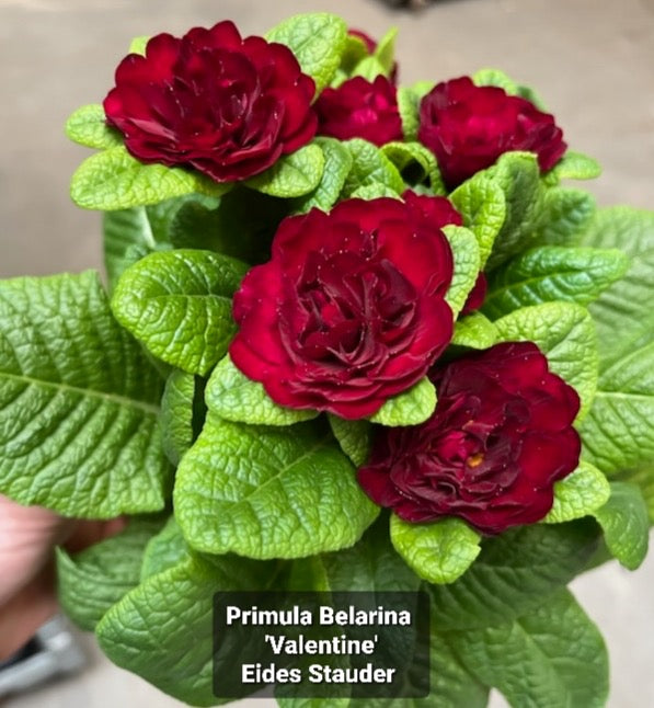 Primula Belarina ‘Valentine’