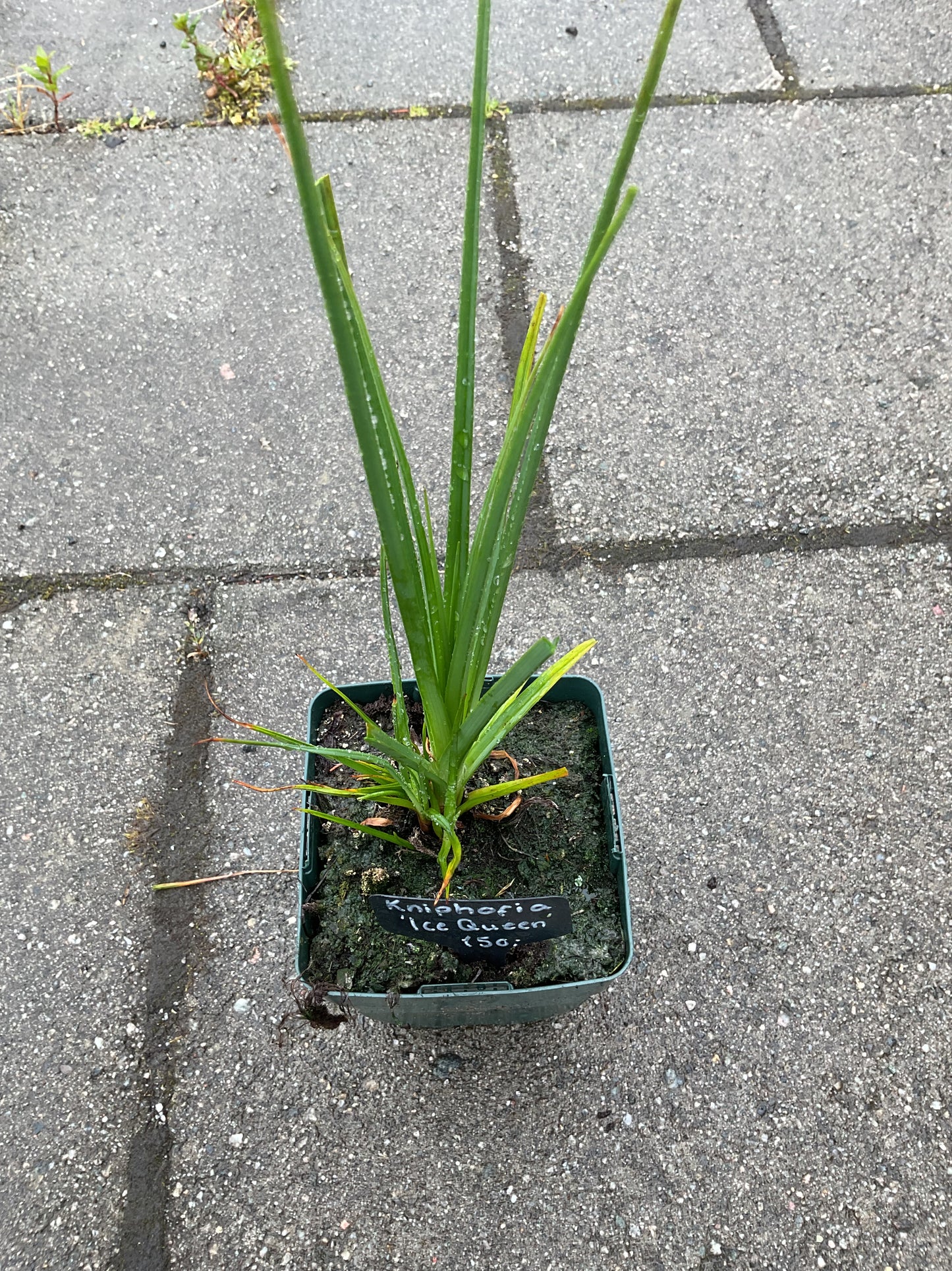 Kniphofia ‘Ice Queen’ P11x11