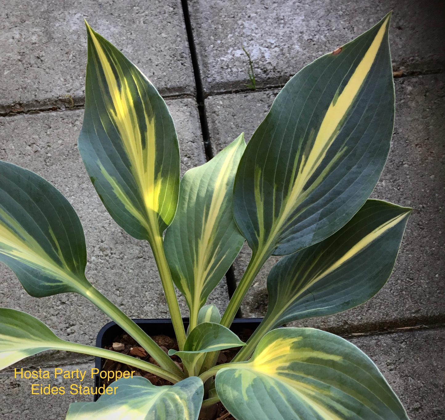 Hosta ‘Party Popper’