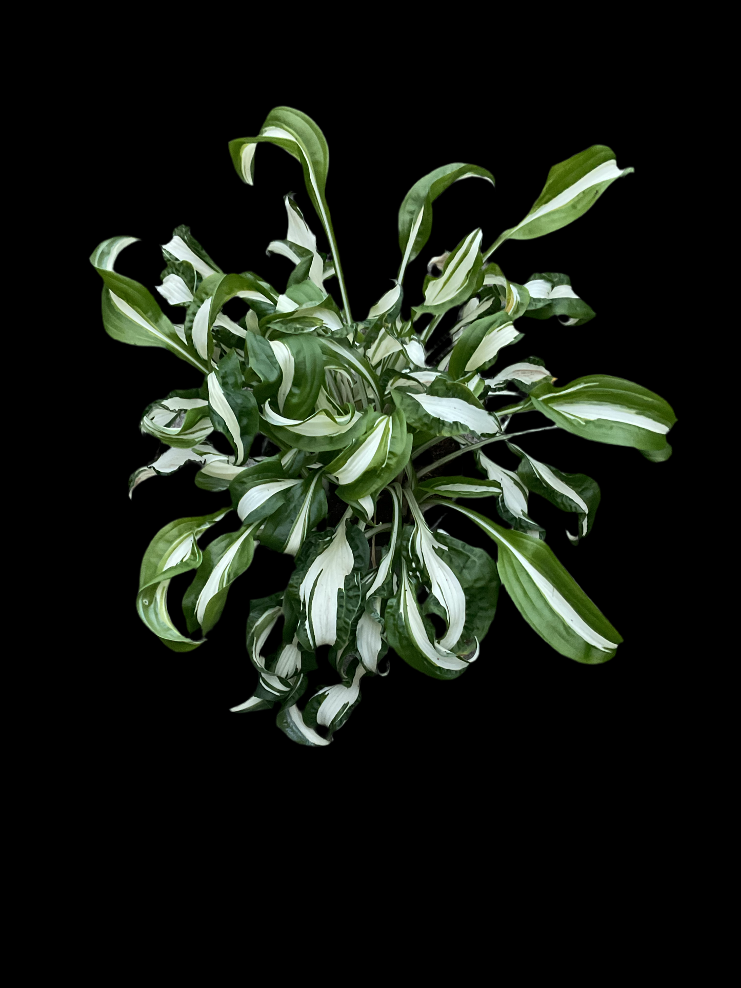 Hosta ‘Twisted Spearmint’ P15