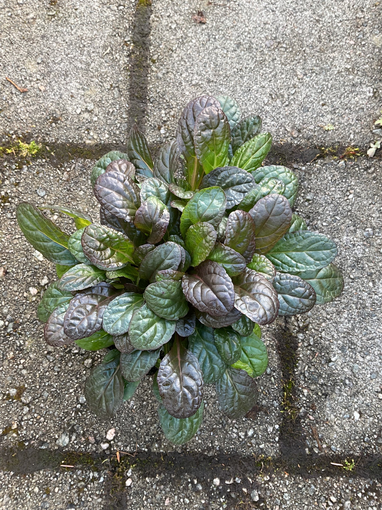 Ajuga reptans ‘Braunherz’ P13