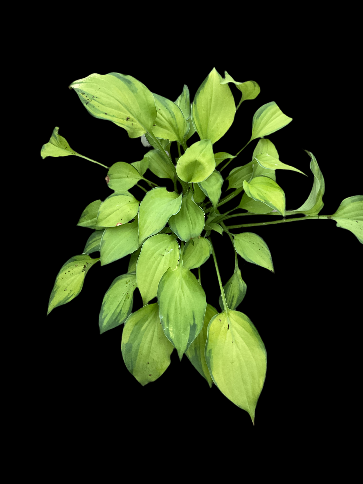 Hosta ‘Amy Elizabeth’