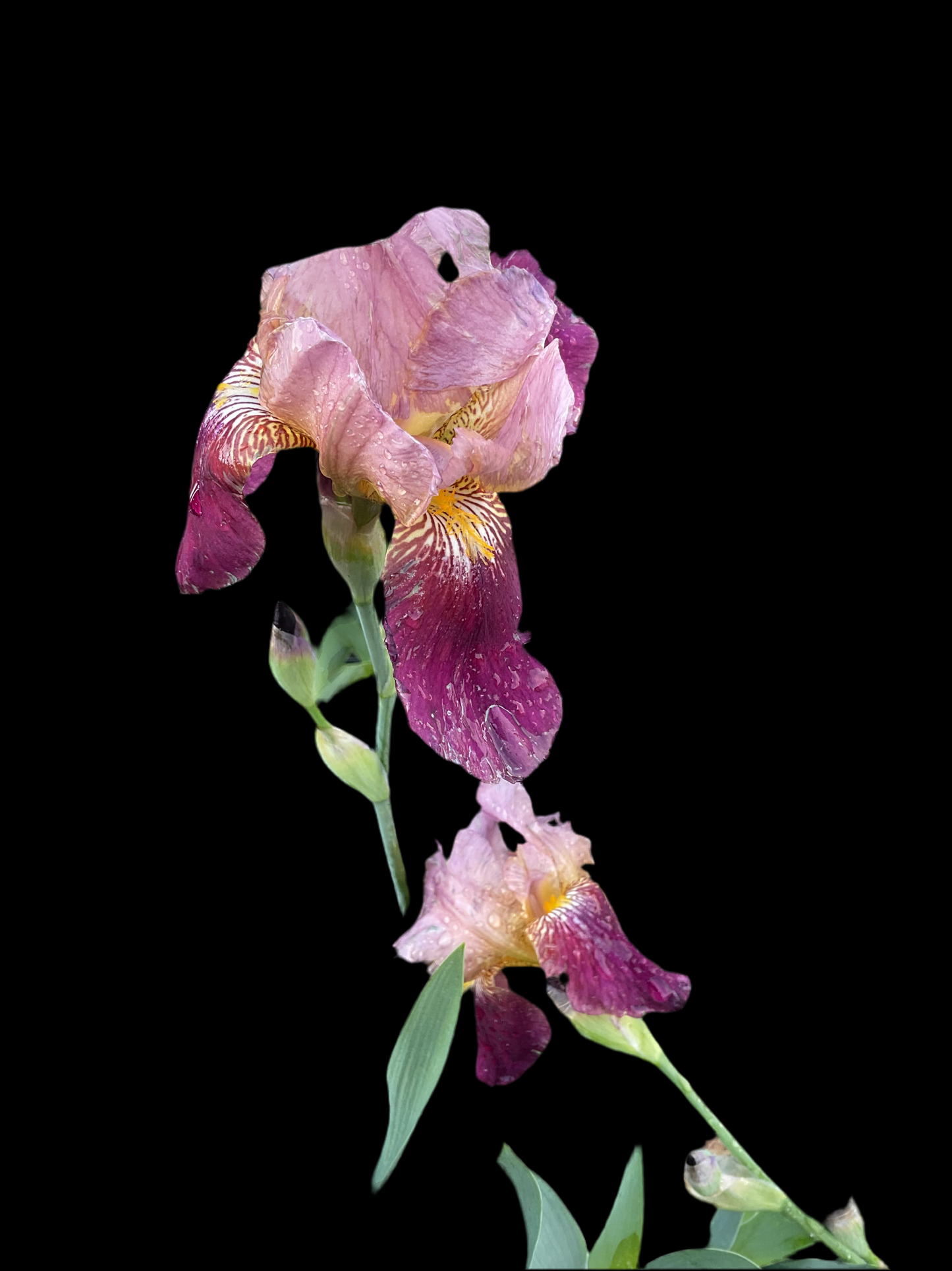 Iris germanica ‘Alcazar’ P11x11