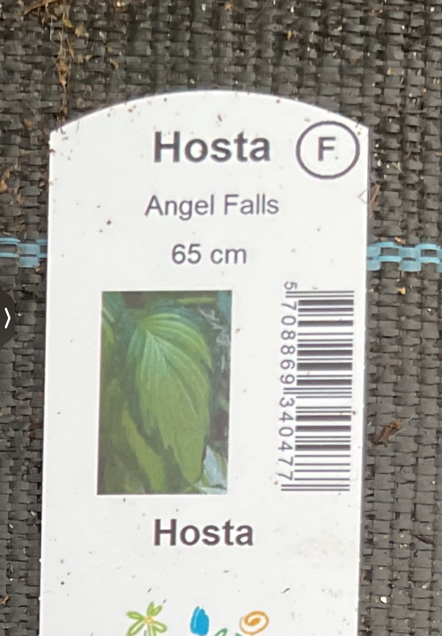 Hosta ‘Angel Falls’ P15