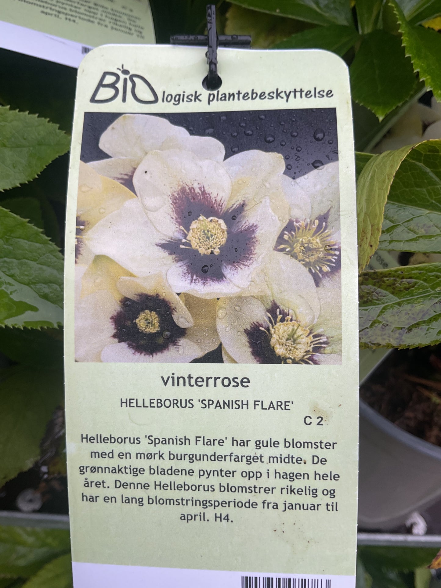 Helleborus orientalis ‘Spanish Flare’ P17