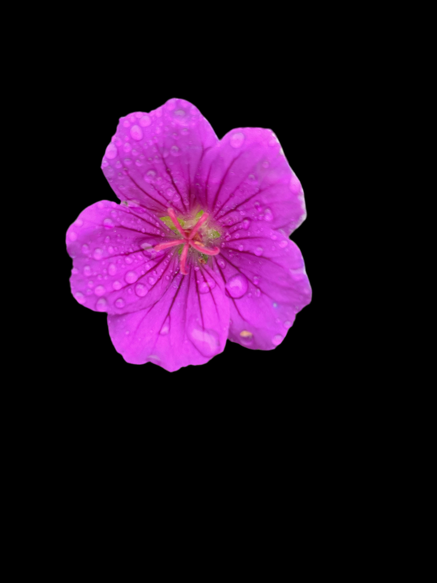 Geranium sanguineum ‘Khan’ P12