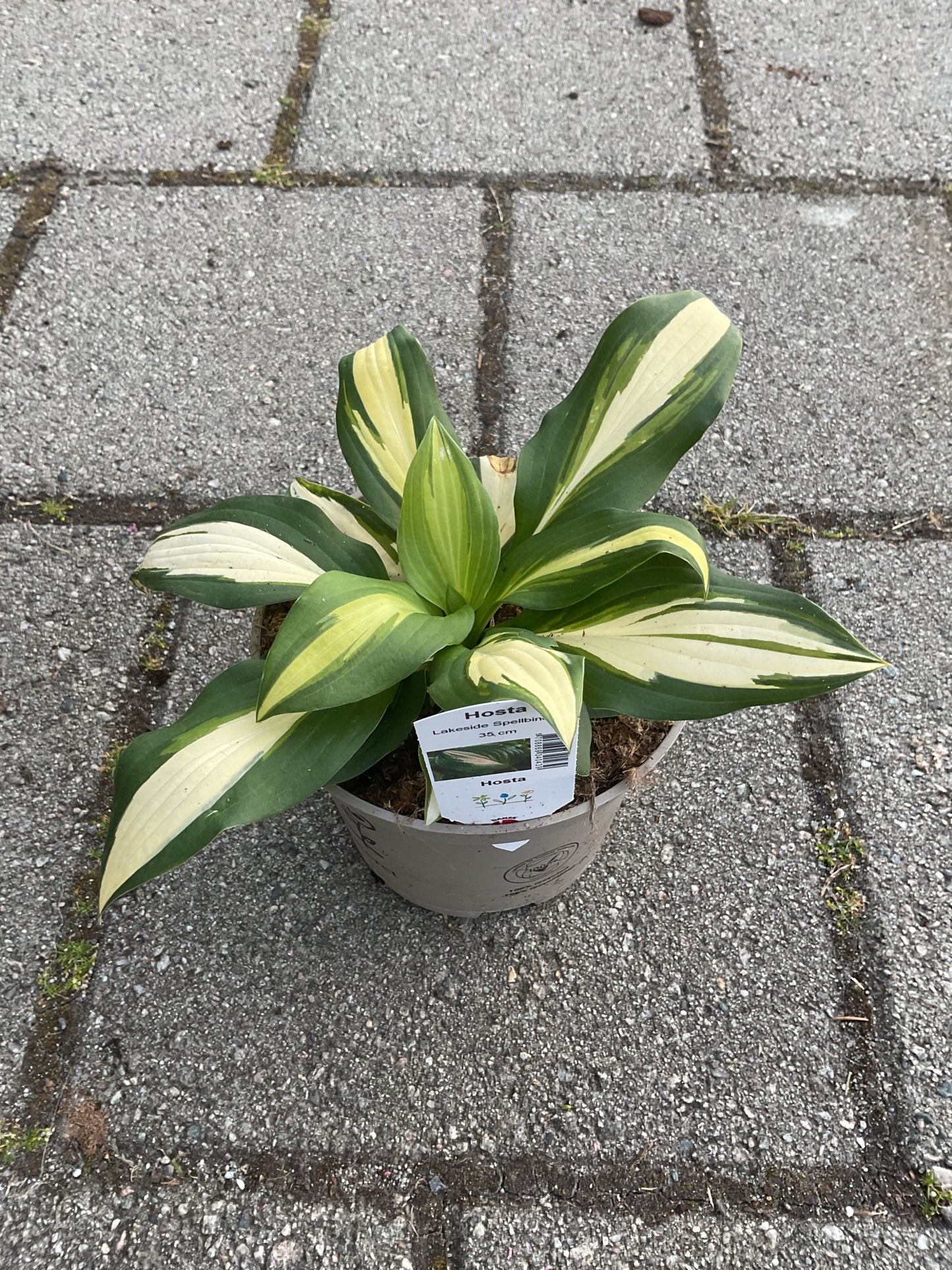 Hosta ‘Lakeside Spellbinder’ P15