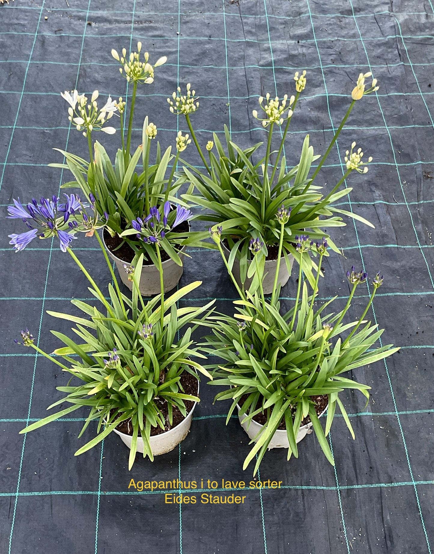 Agapanthus 2stk Hvit + Blå P19