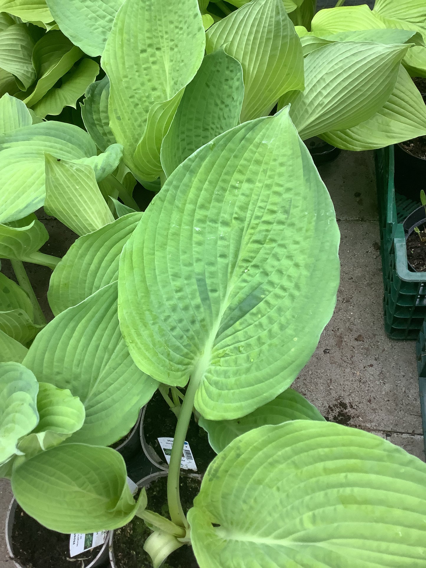 Hosta ‘Margie’s Angel’ P15