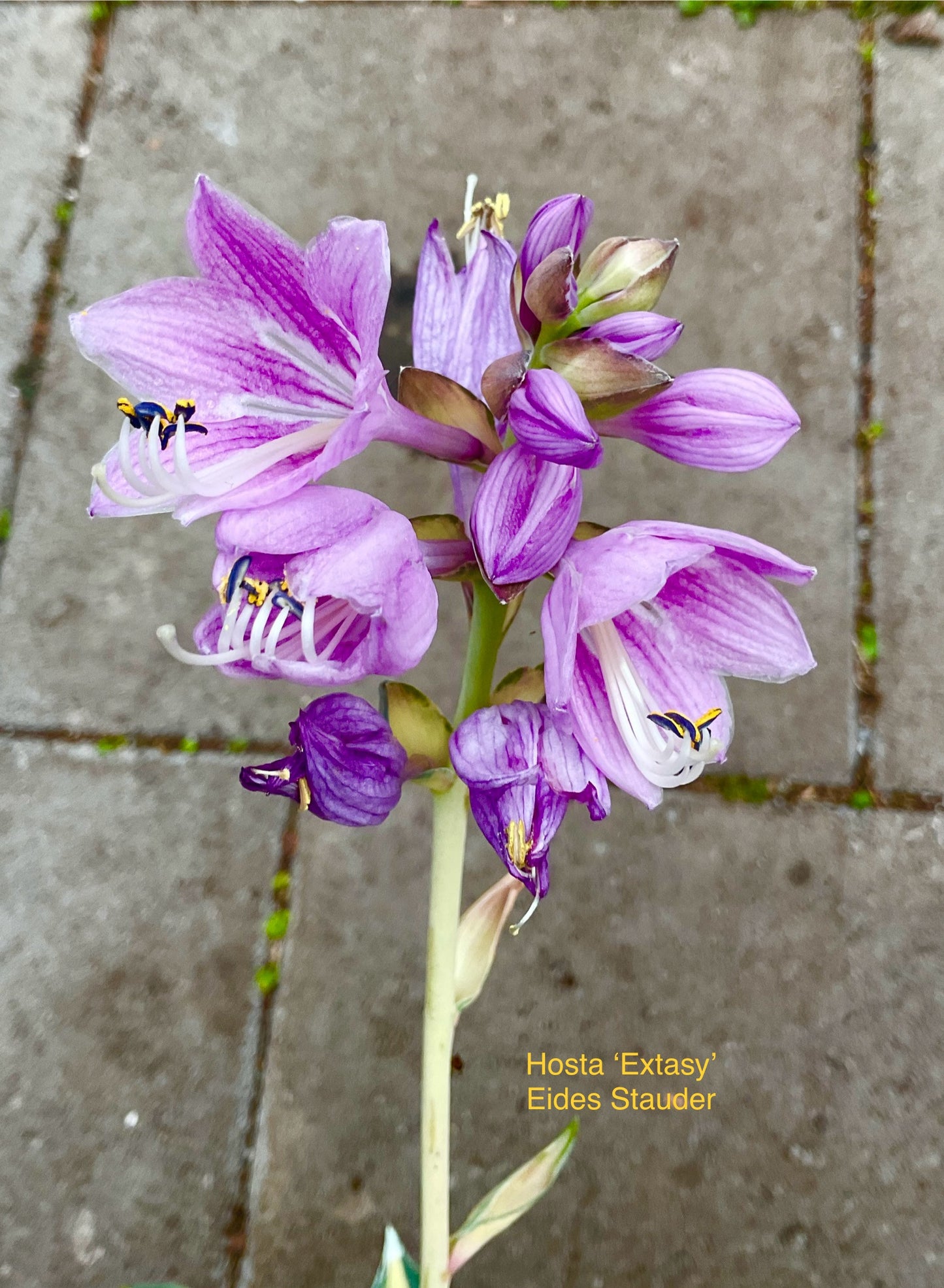 Hosta ‘Extasy’ P15