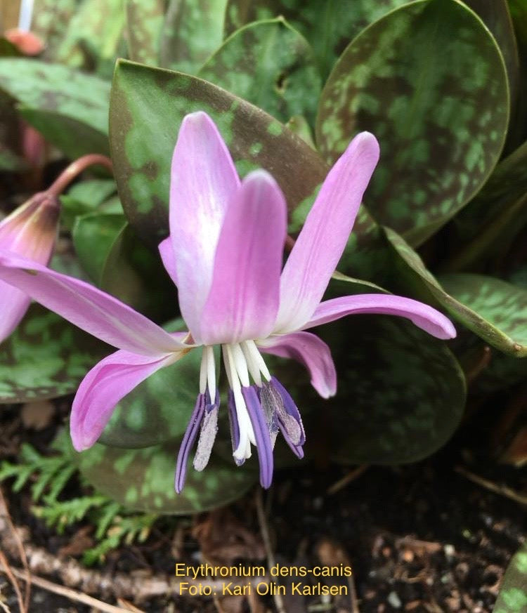 Erythronium dens-canis