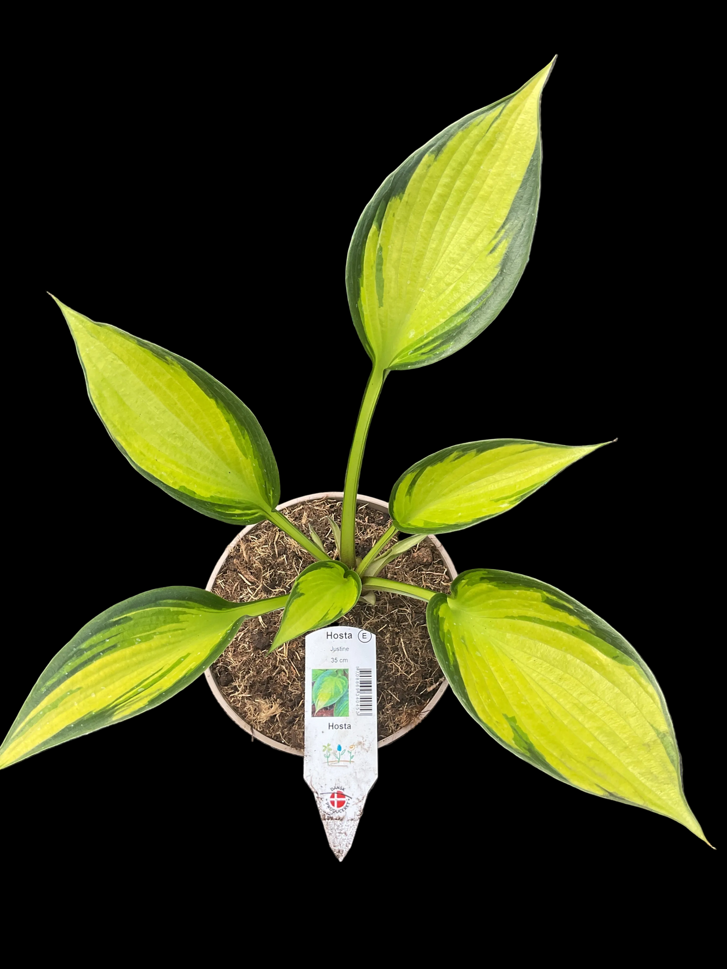 Hosta ‘Justine’ P15