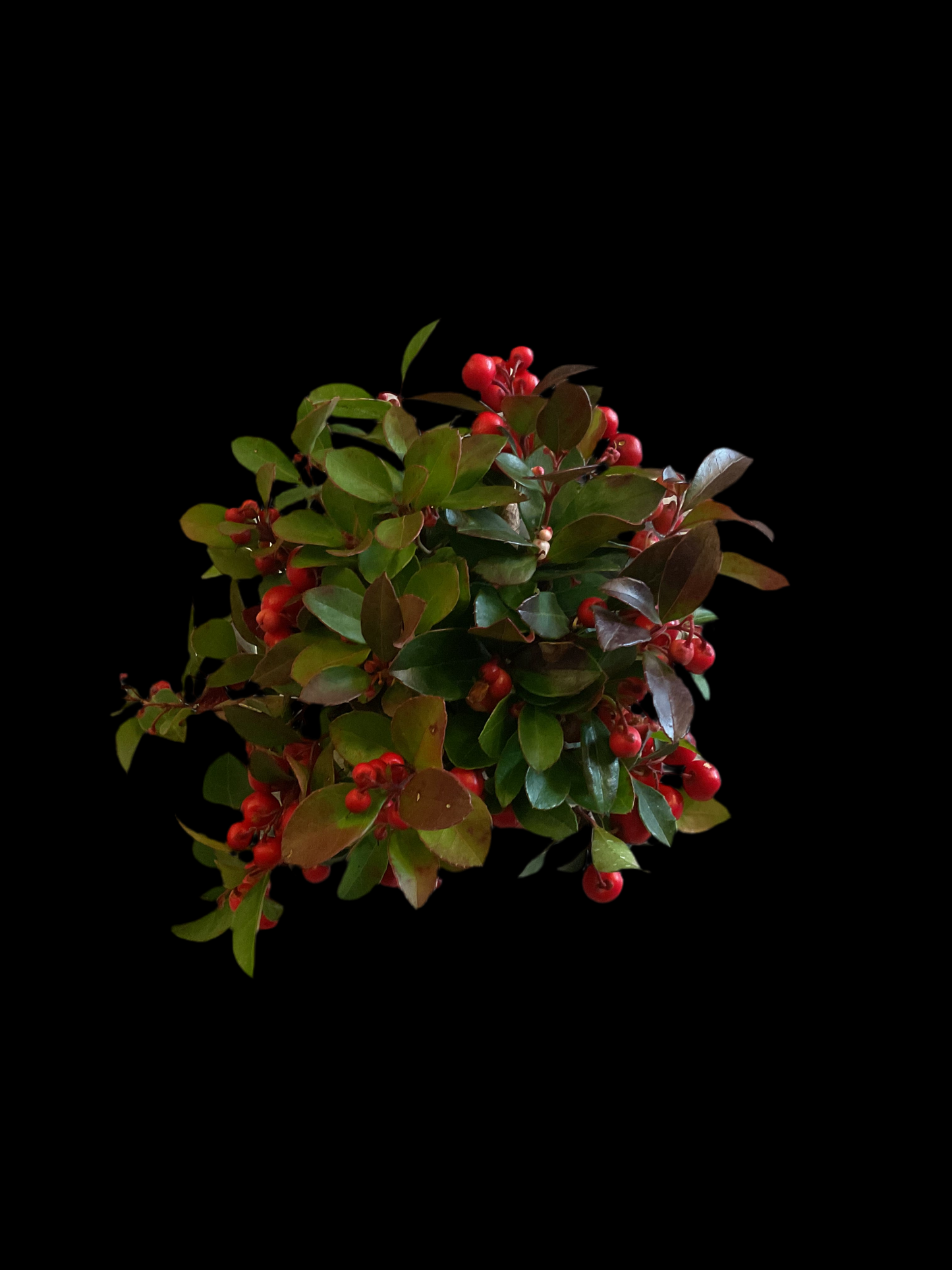 Gaultheria procumbens P11