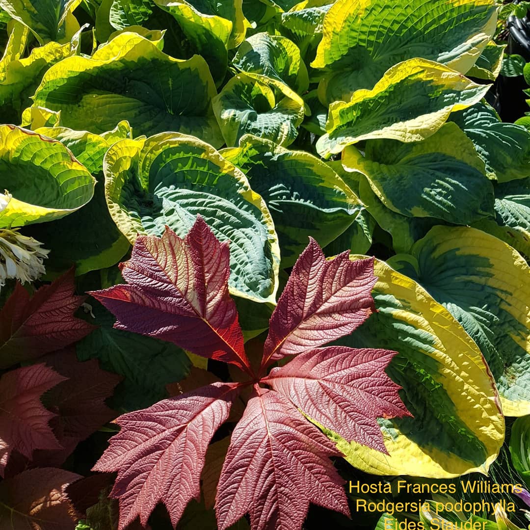 Hosta ‘Frances Williams’