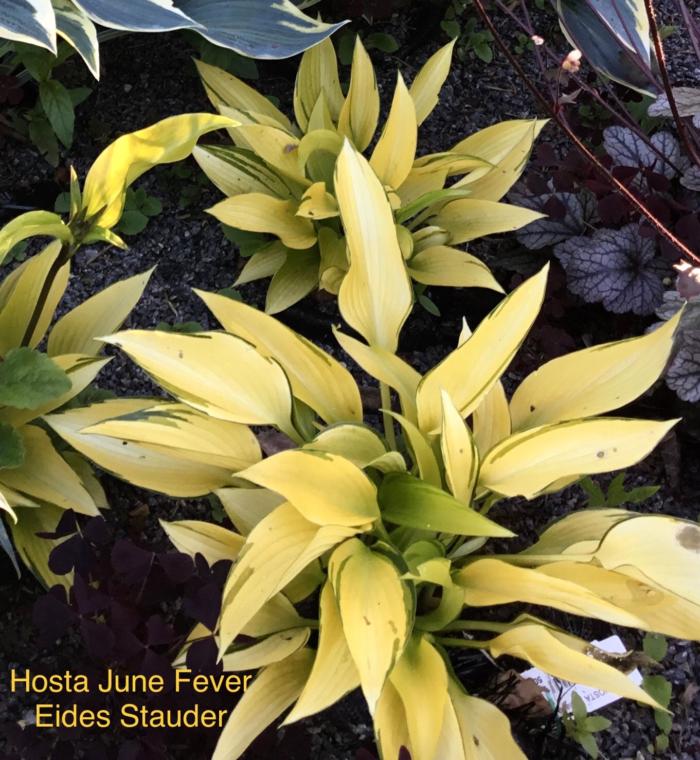 Hosta ‘June Fever’