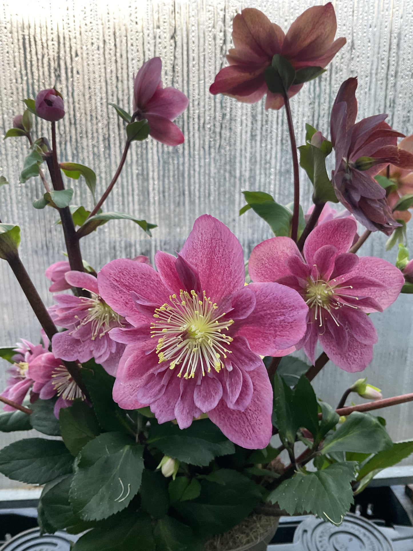 Helleborus HGC Winter Ballet®️ Frilly Ruby