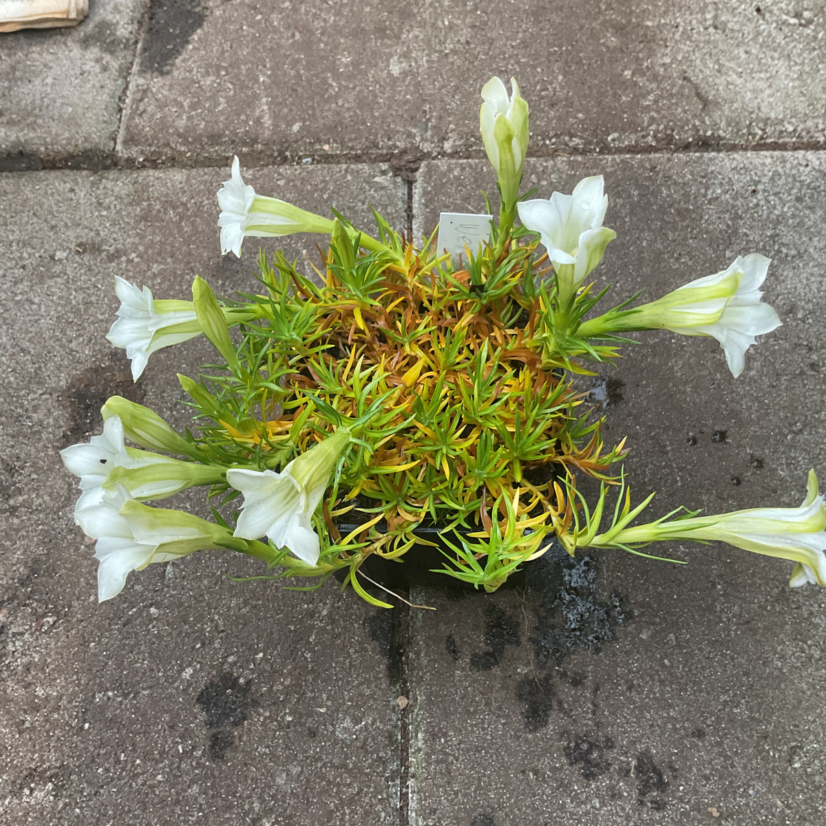 Gentiana ‘Weisser Traum’ 6 stk i P 9x9